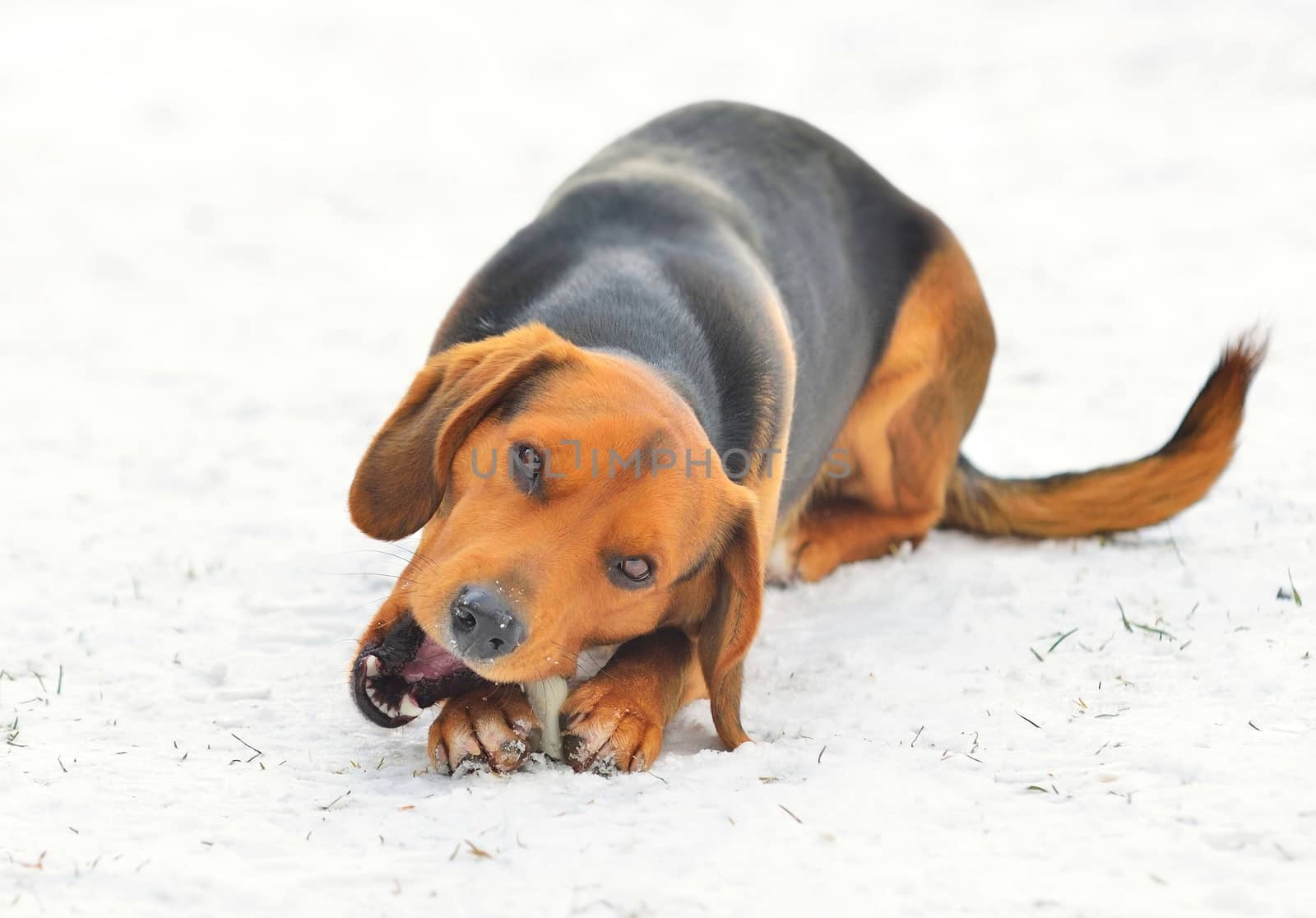 Small brown Beagle is playing on the snow.