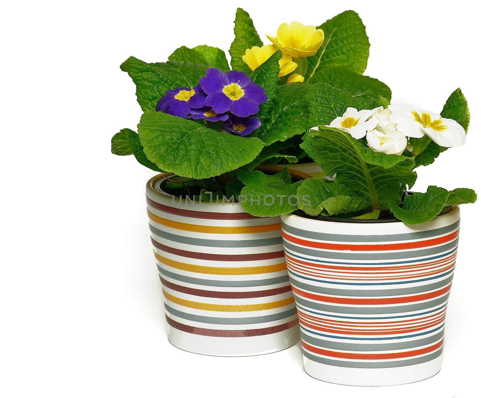 Three Multicolored Primroses by zhekos