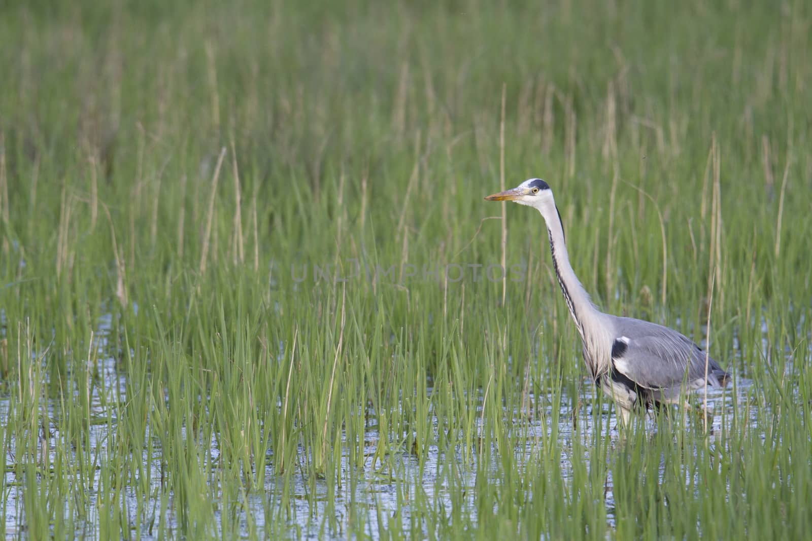 The grey heron in a stream by mariephotos