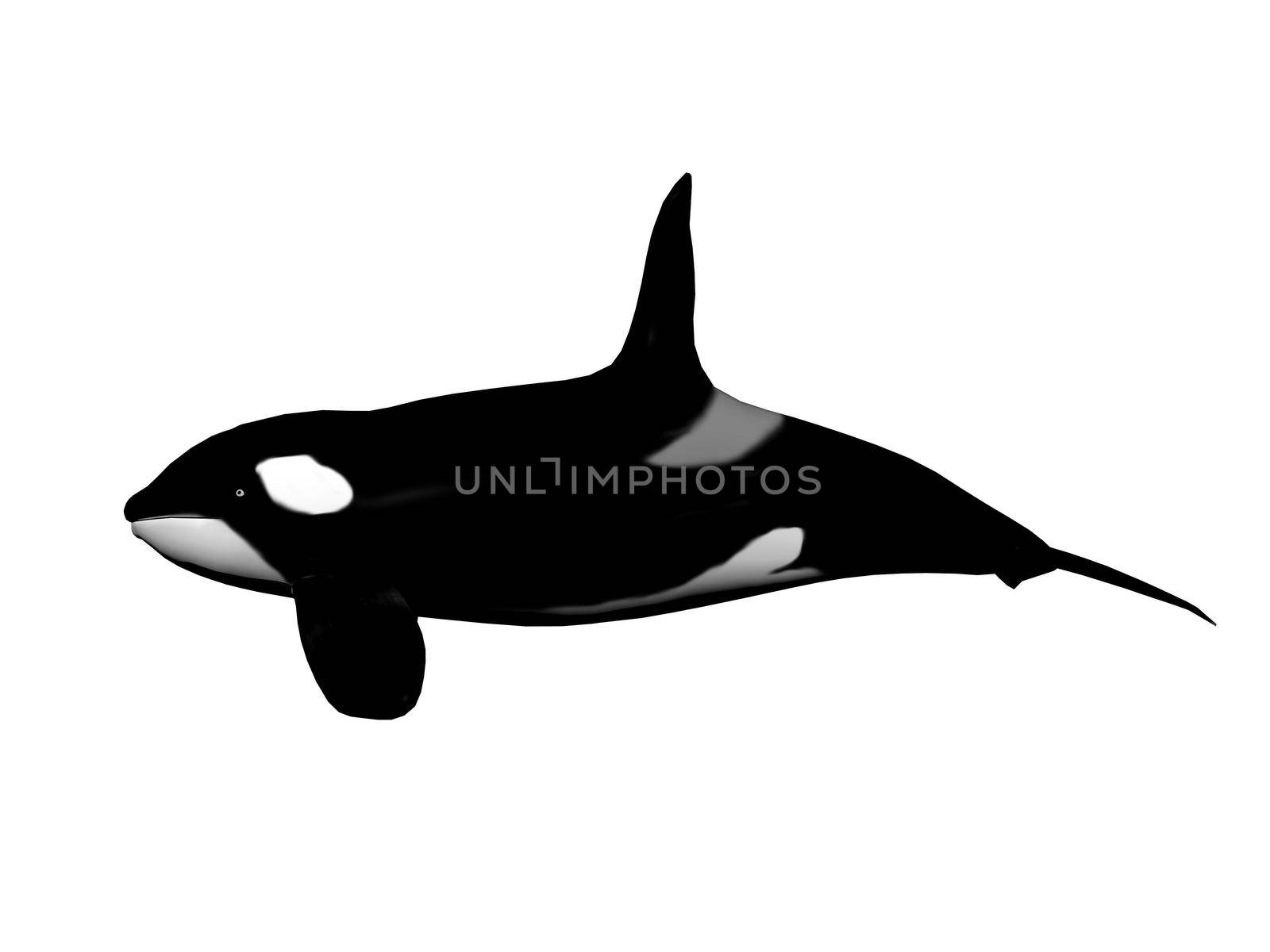 Killer whale isolated in white background