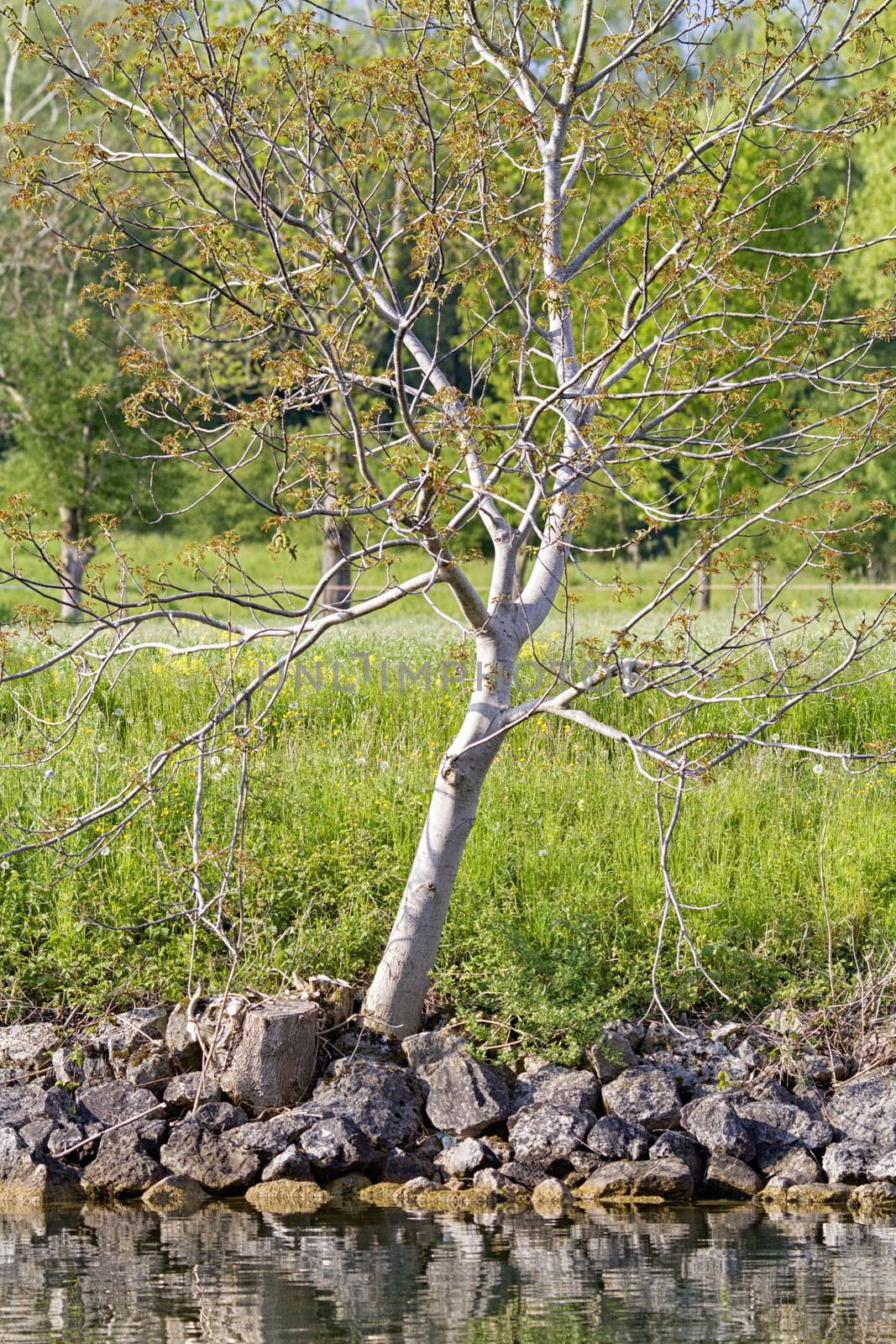 tree on a small hill of stones in a river