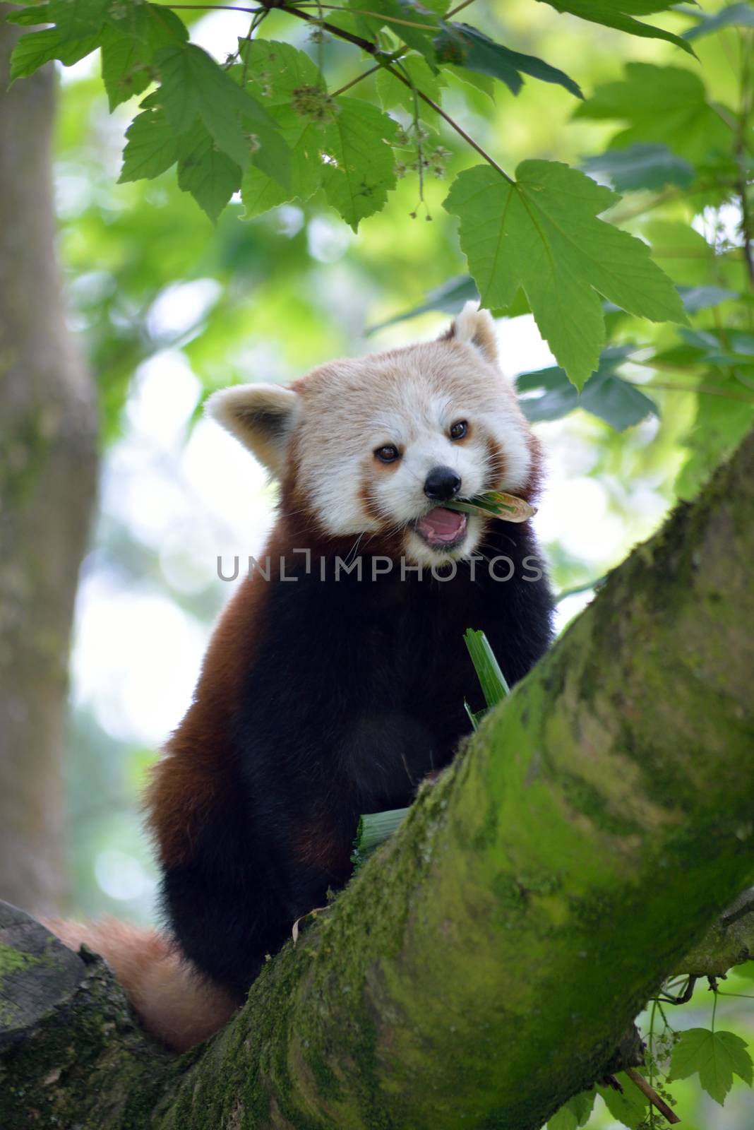 red panda on tree branch by morrbyte