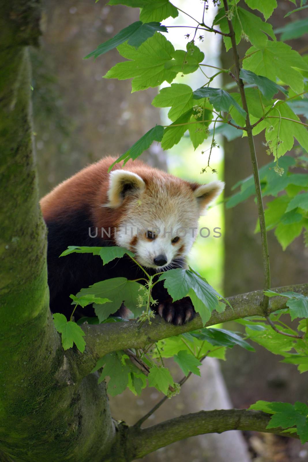 red panda on tree in fota wildlife park by morrbyte