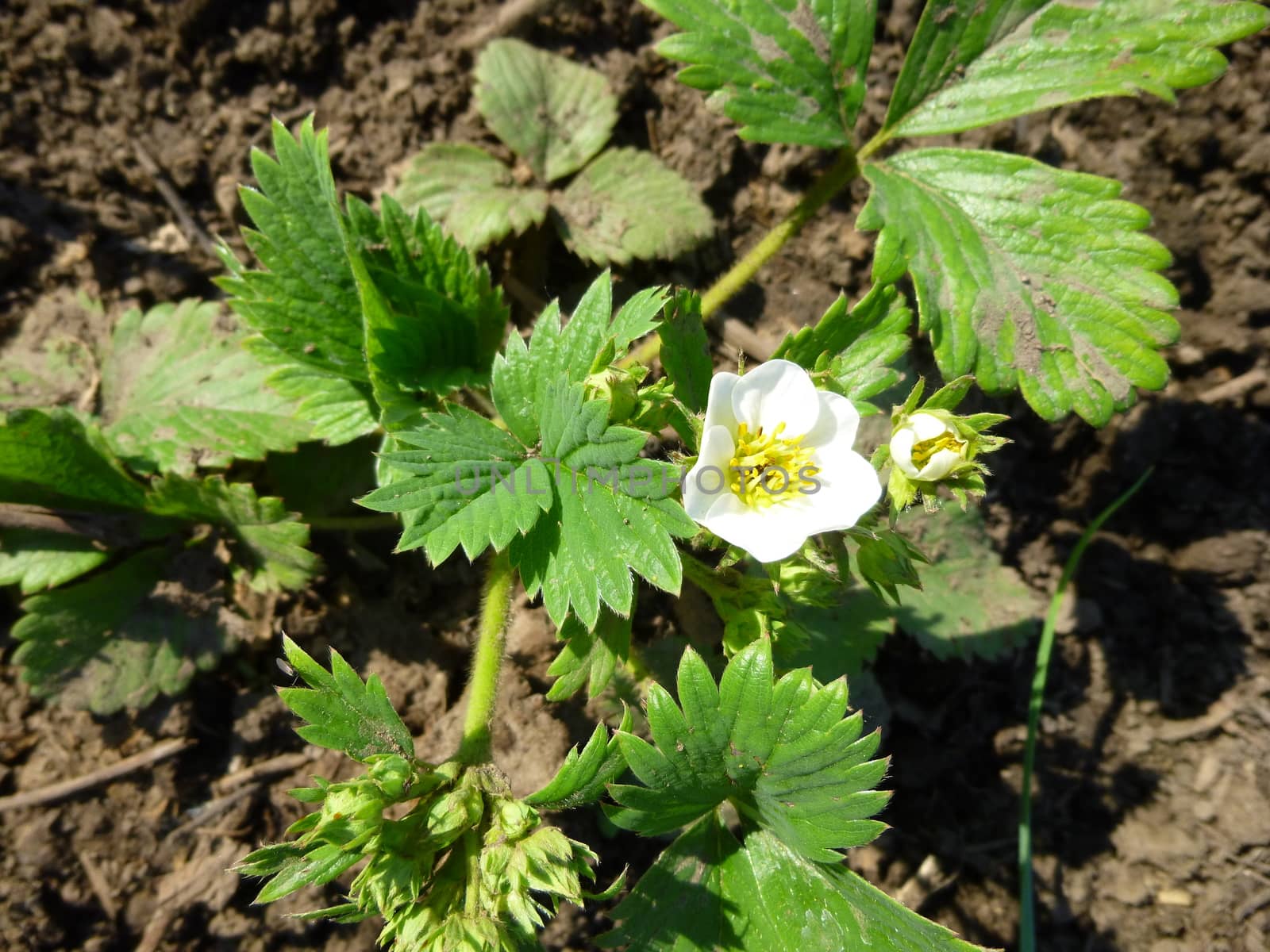 Flowering strawberries in the garden by Julia_Faranchuk