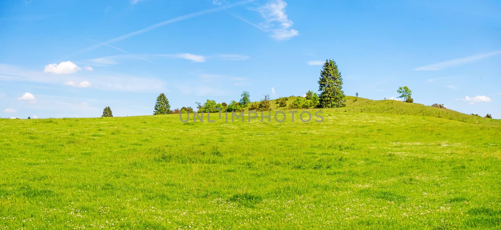 Green meadow hill with trees and blue sky - rural natural landscape