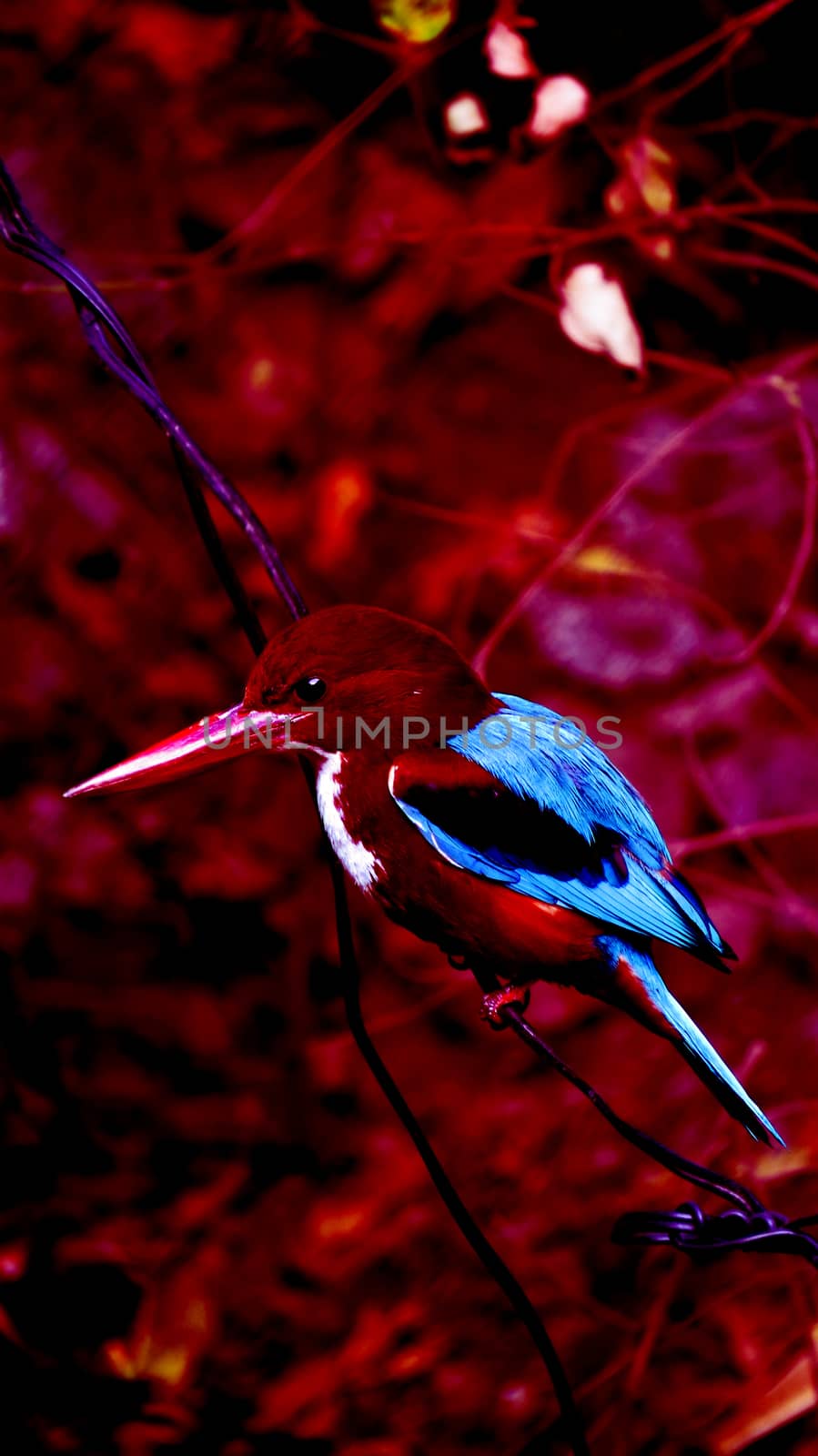 An abstract image of a tropical kingfisher bird found in India.                               