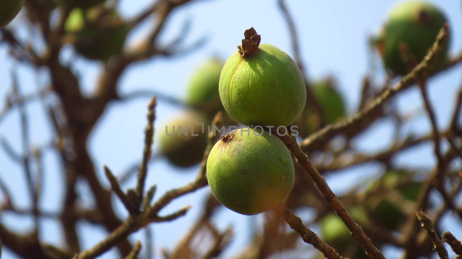 Strange fruits green and round in shape on a dry tree in the Indian tropics.                               