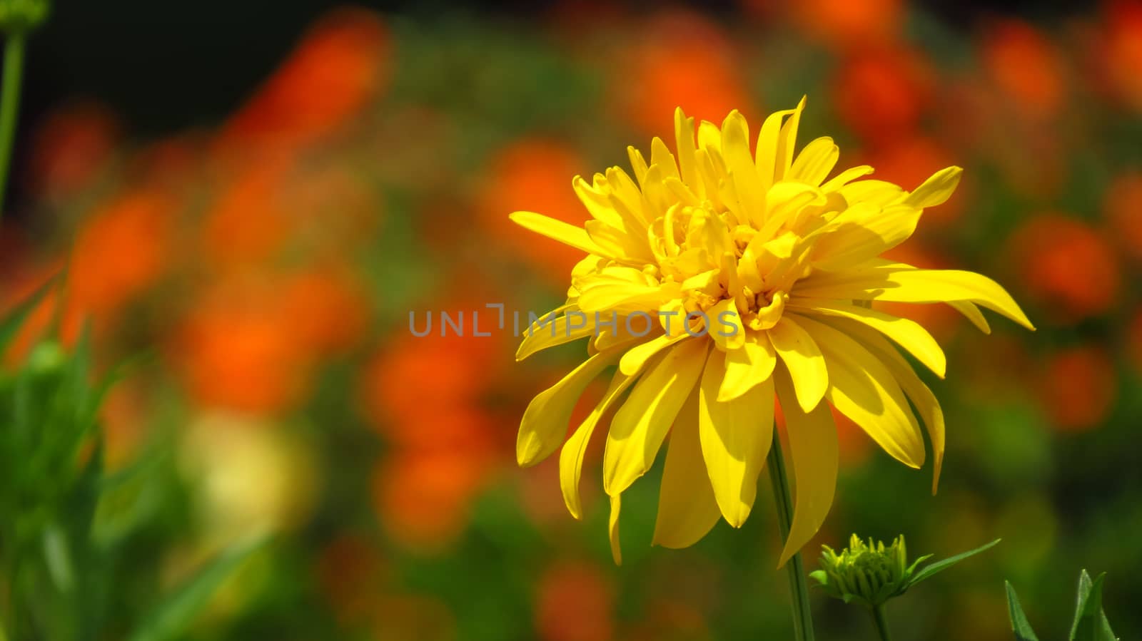 A beautiful yellow flower on the backdrop of blur orange flowrs in a tropical garden.                               