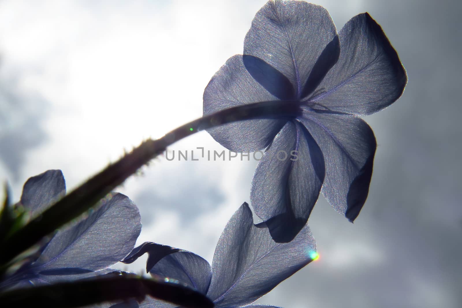 Blue Flower in the Sun by thefinalmiracle