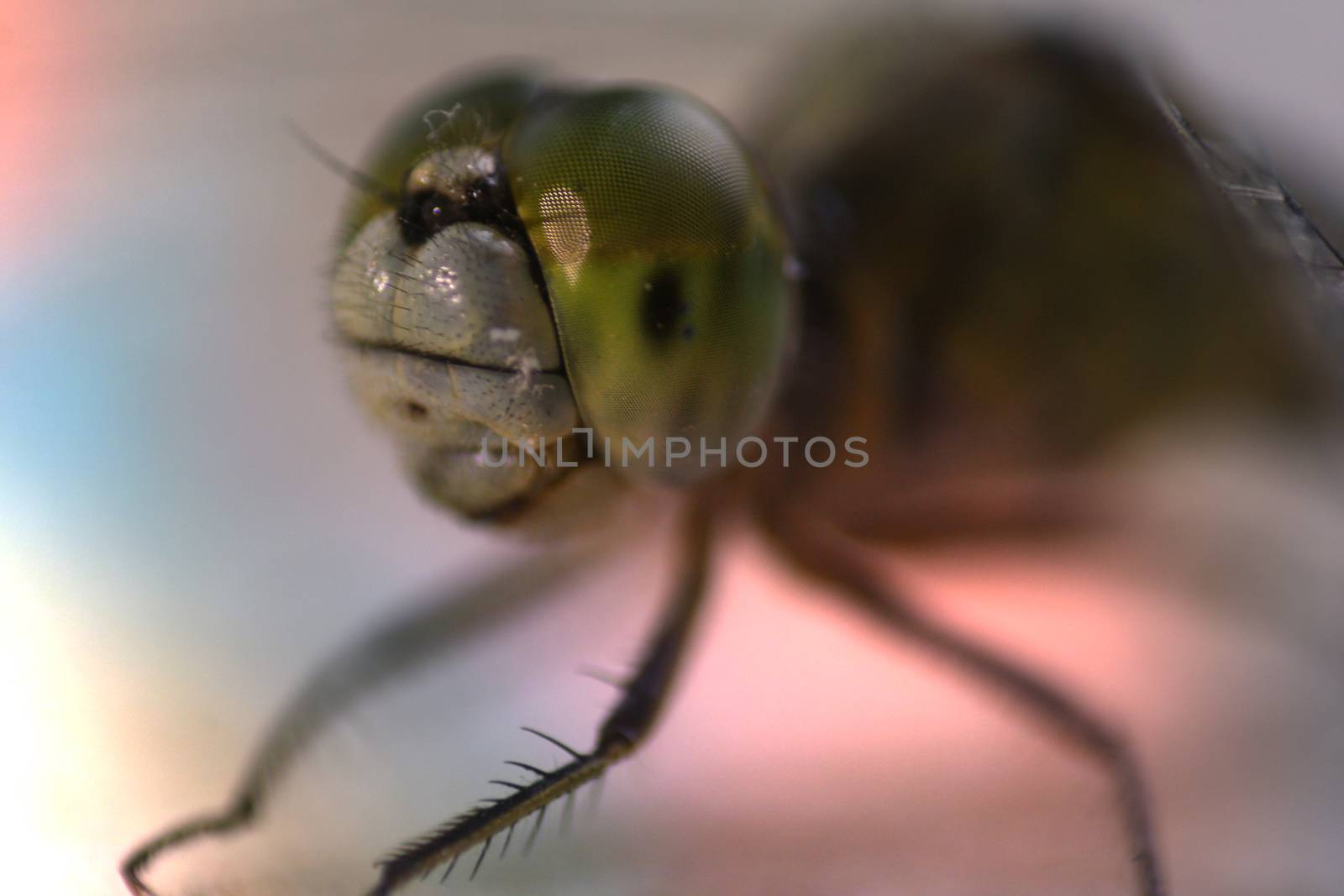 A macro detailed view of the eyes of a green dragonfly species.