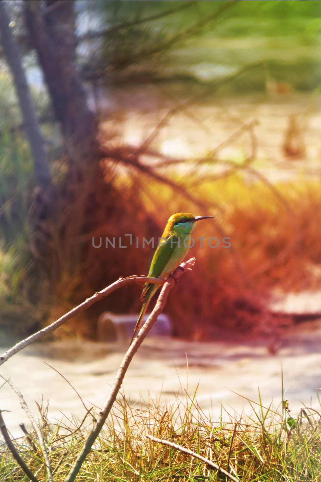 A small green bird found in the tropical wild forests in India.                               