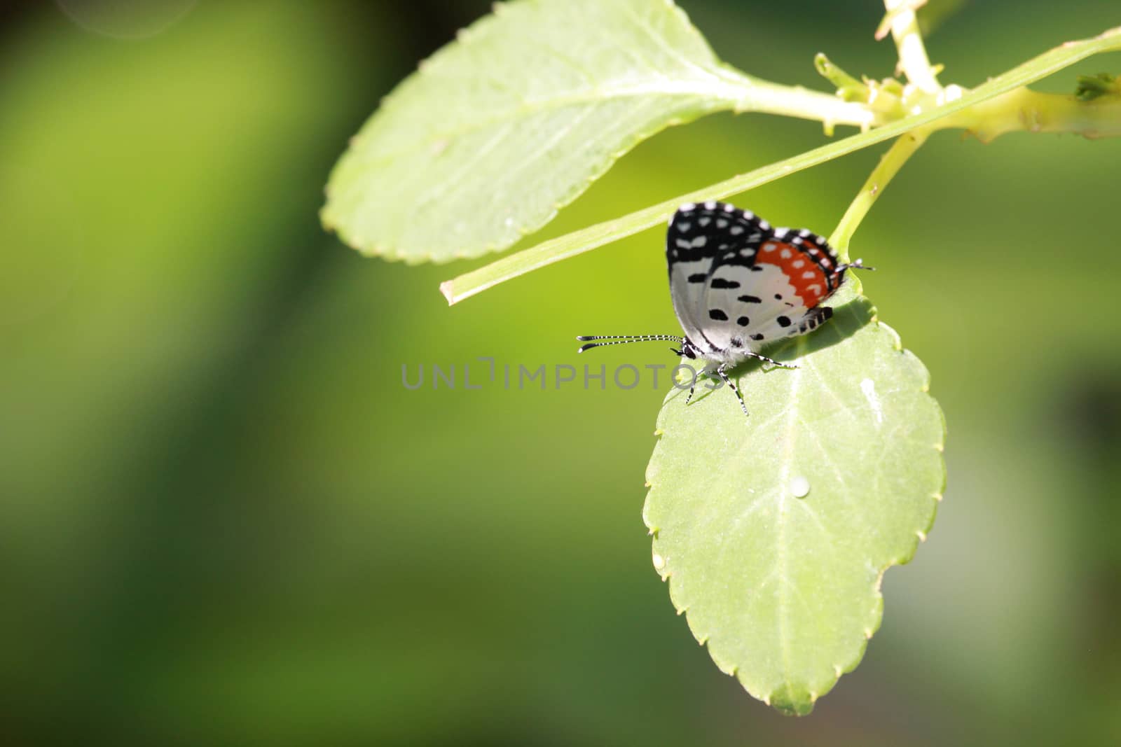 A cute little butterly with wings in white and orange with black spots, on a leaf.