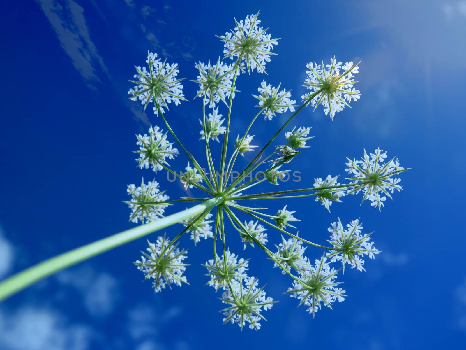 A beautiful white tropical flower blooms under the bright blue skies during Indian summers.  