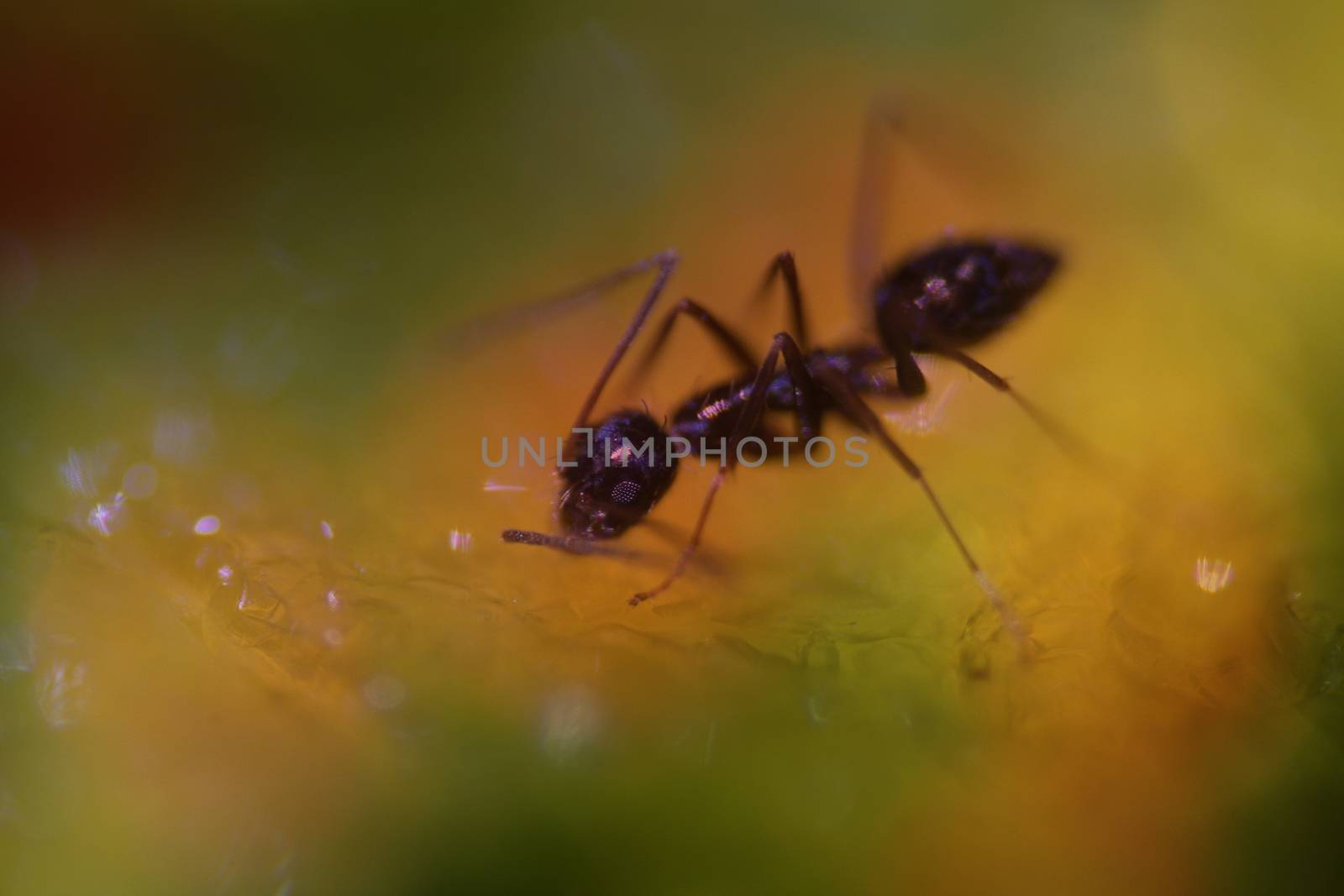 Macro detailed view of a hungry black ant sucking nectar of a flower.