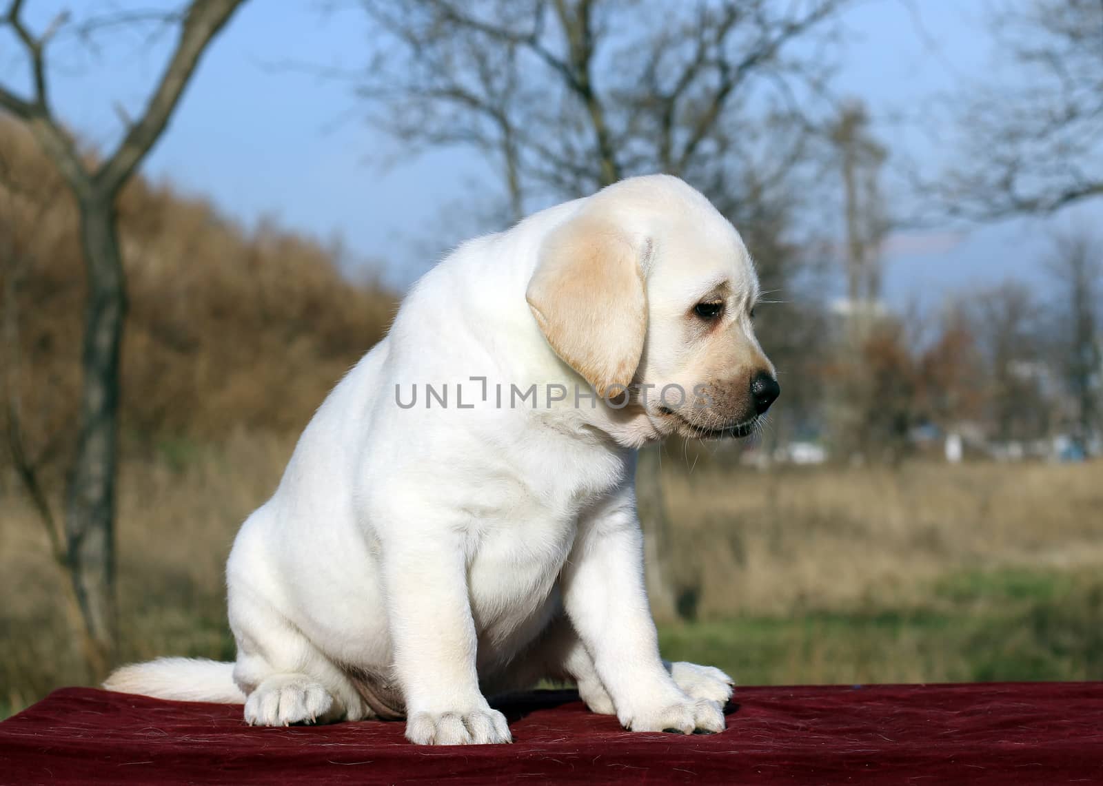 little yellow labrador puppy sitting on red background
