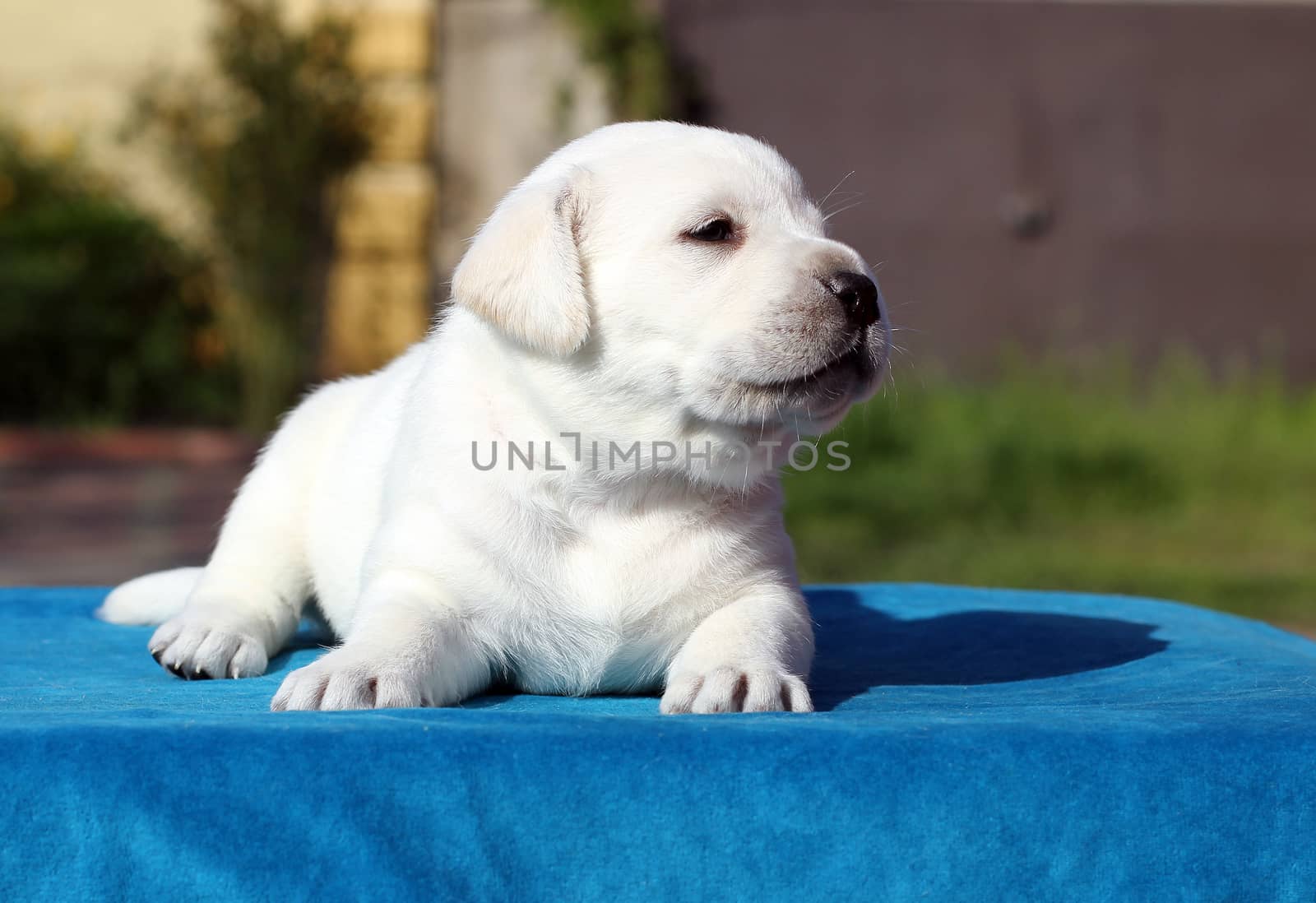  little yellow labrador puppy sitting on blue background