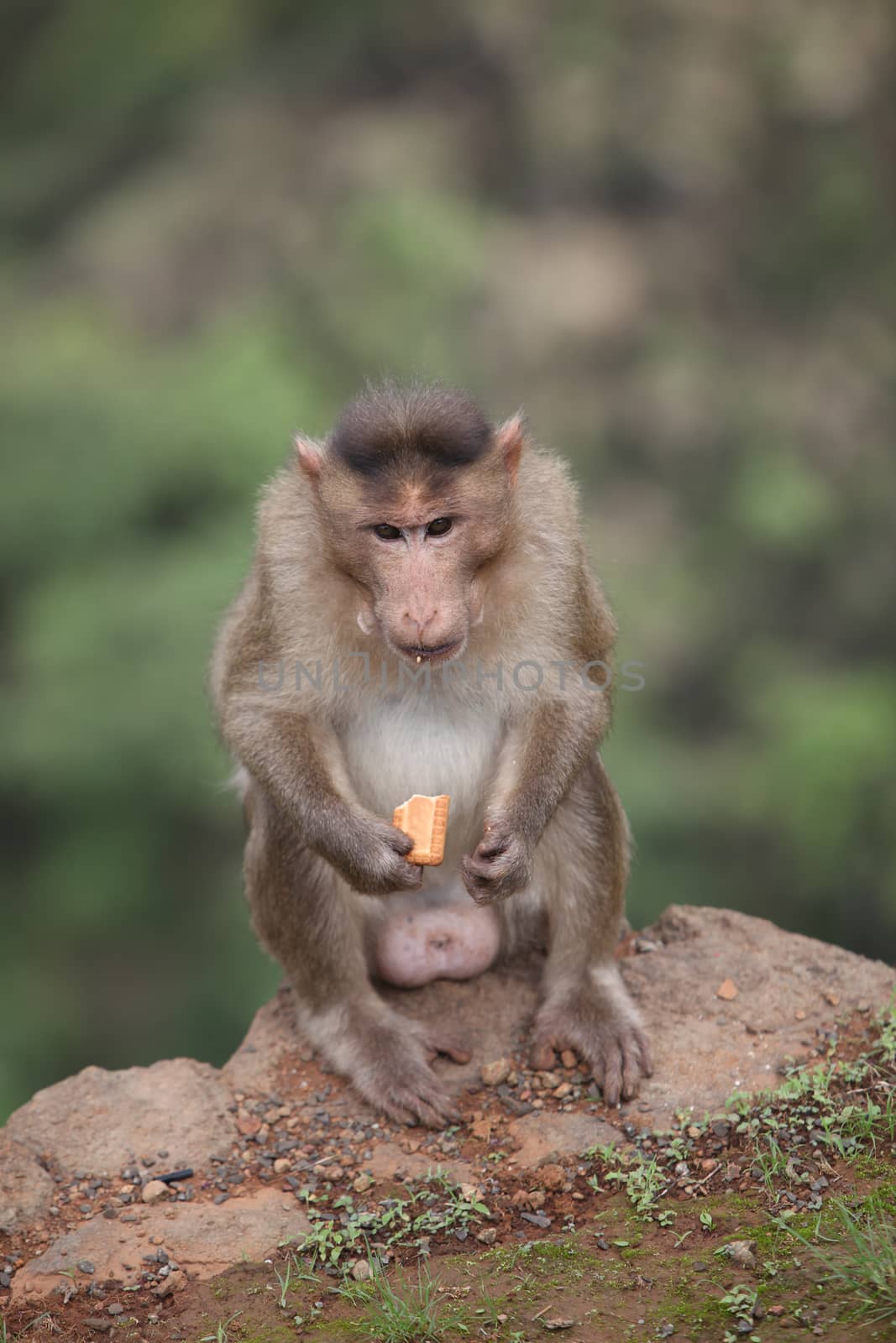 A bandar as a monkey is called India eating a biscuit given by a tourist.