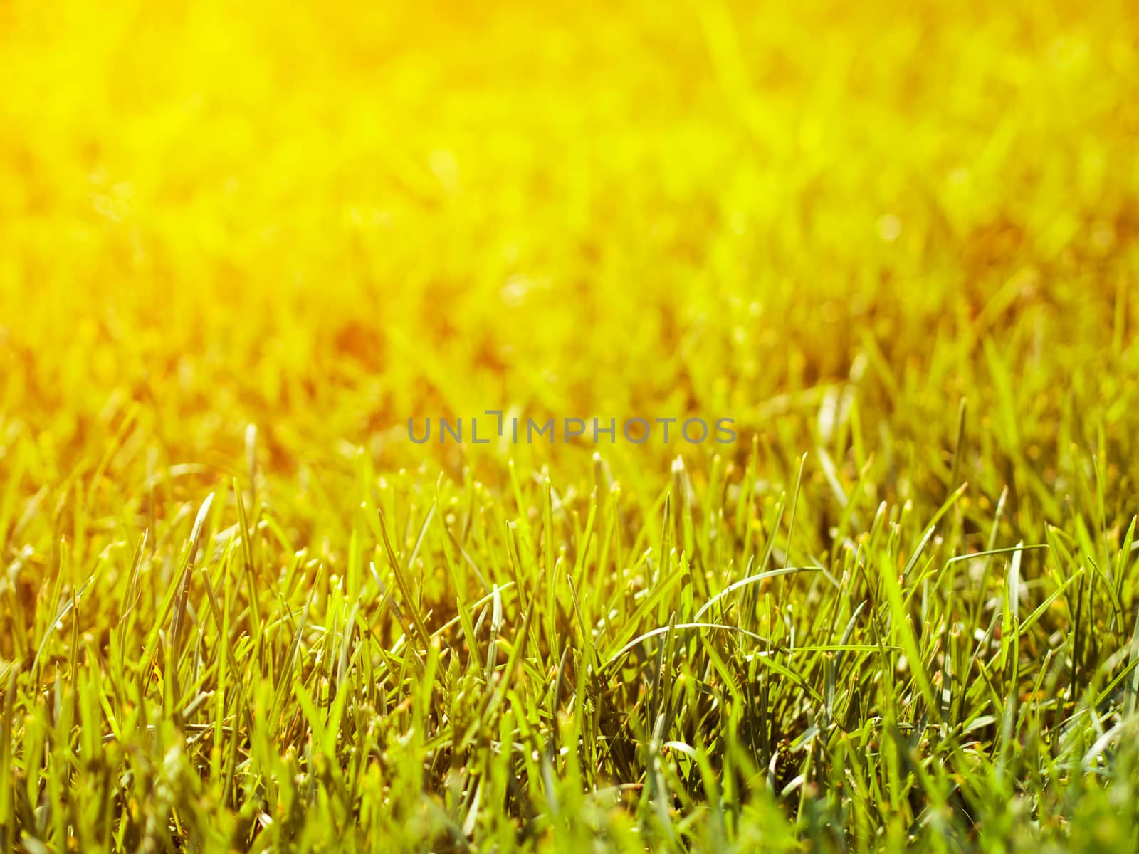 Beautiful Nature Blurred Background. Green Bokeh. Summer or spring backdrop with fresh green grass and sun flares