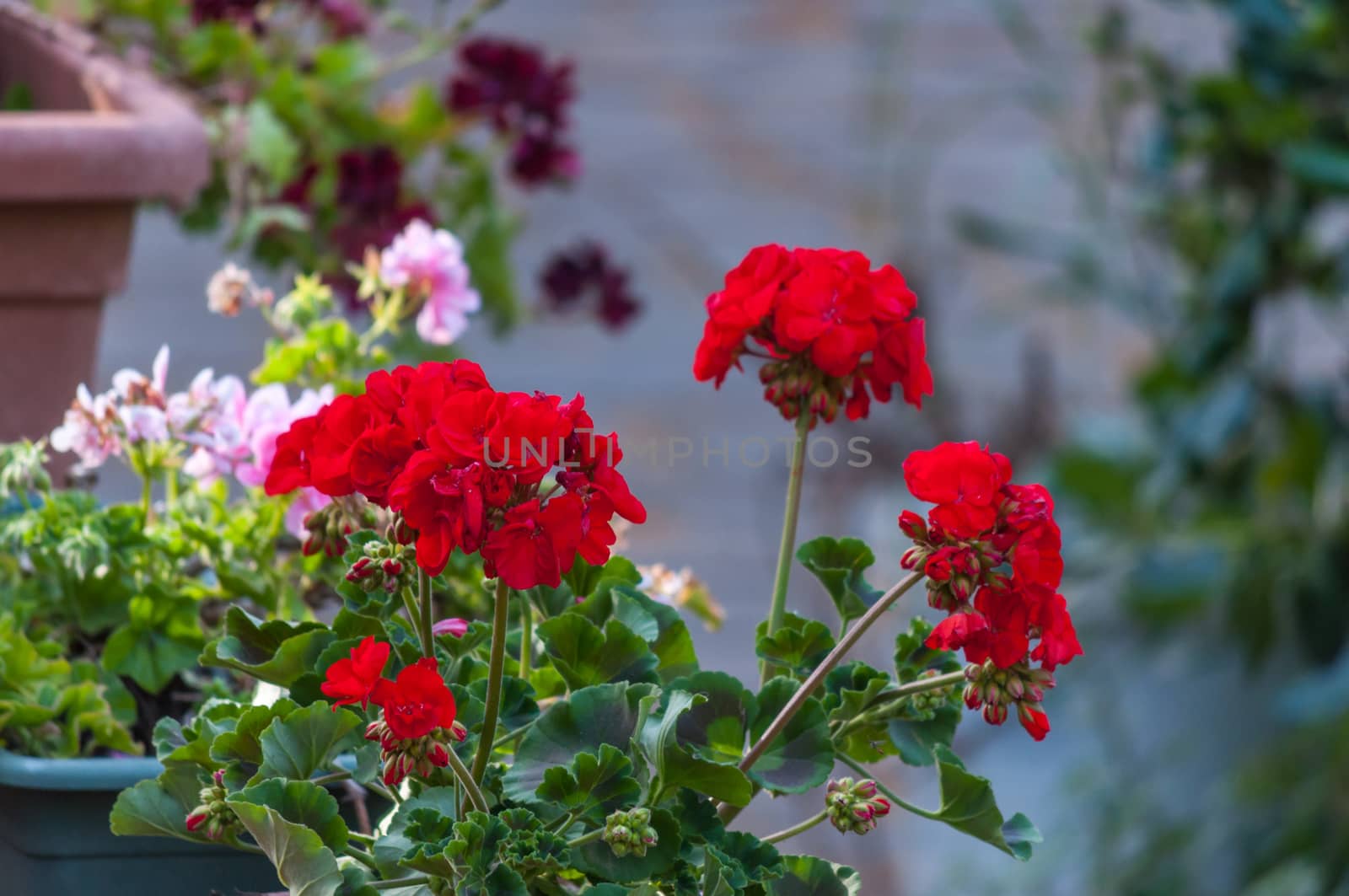 Closeup of red geranium in a garden