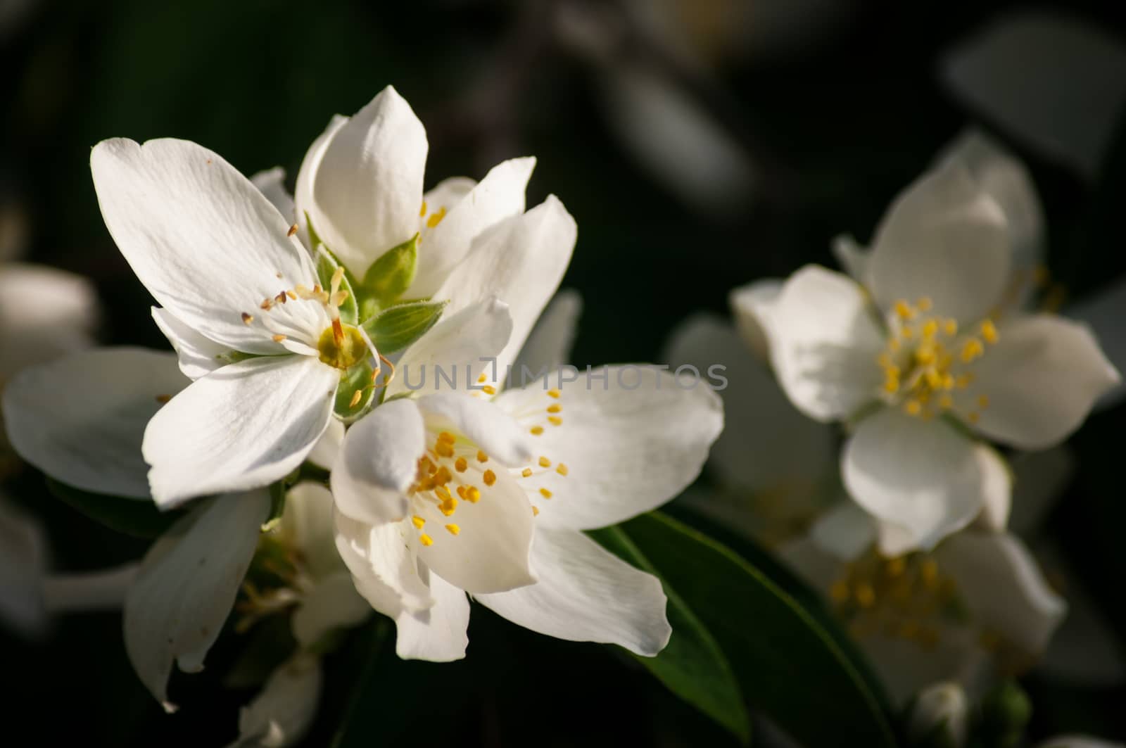 Closeup of little white flowers in a garden