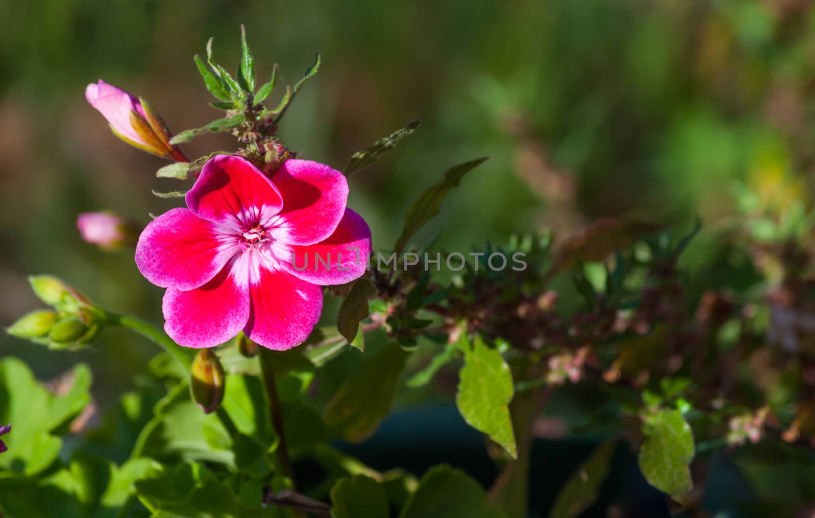 Closeup of little flowers in a garden