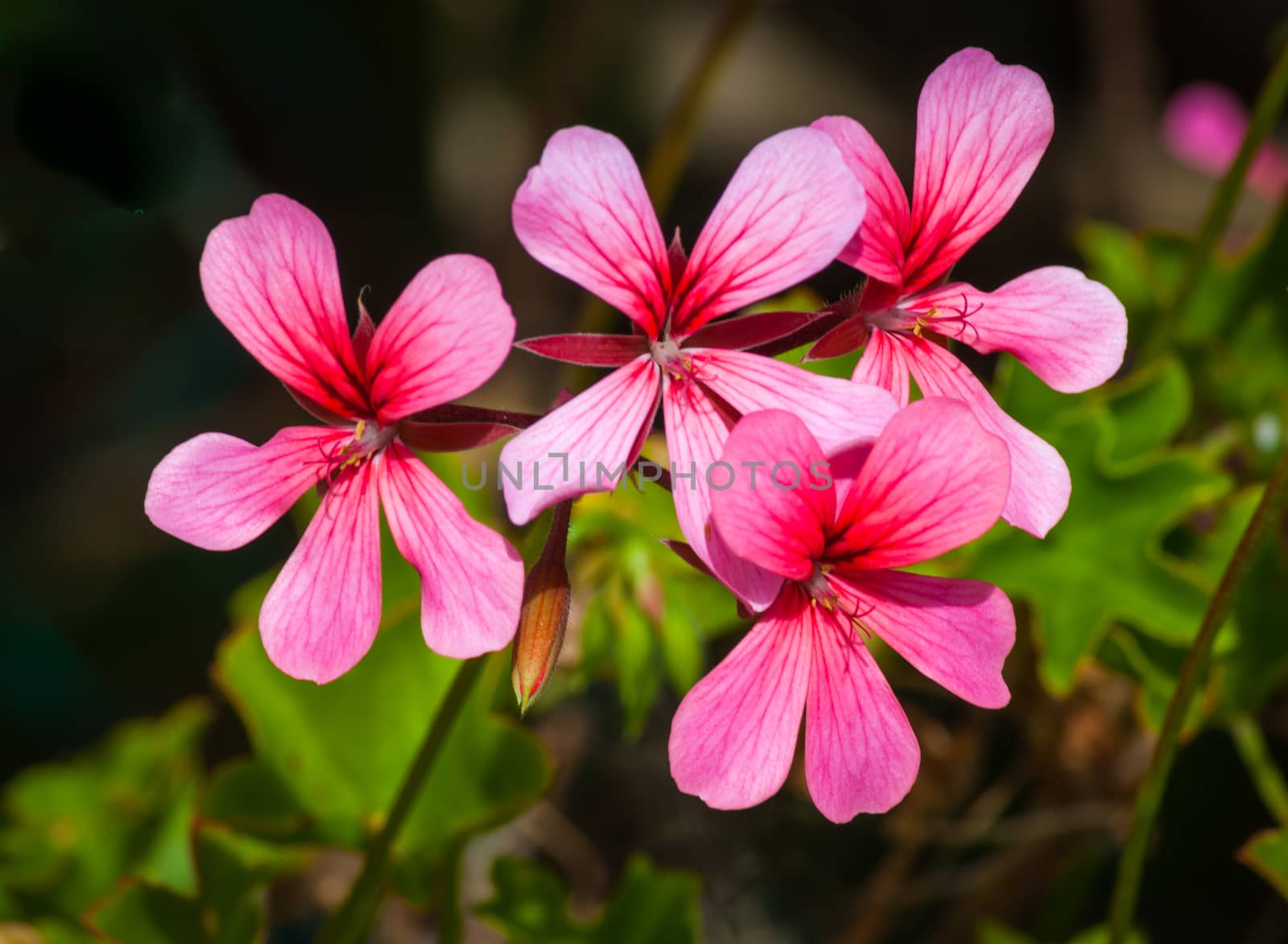Closeup of little pink flowers in a garden