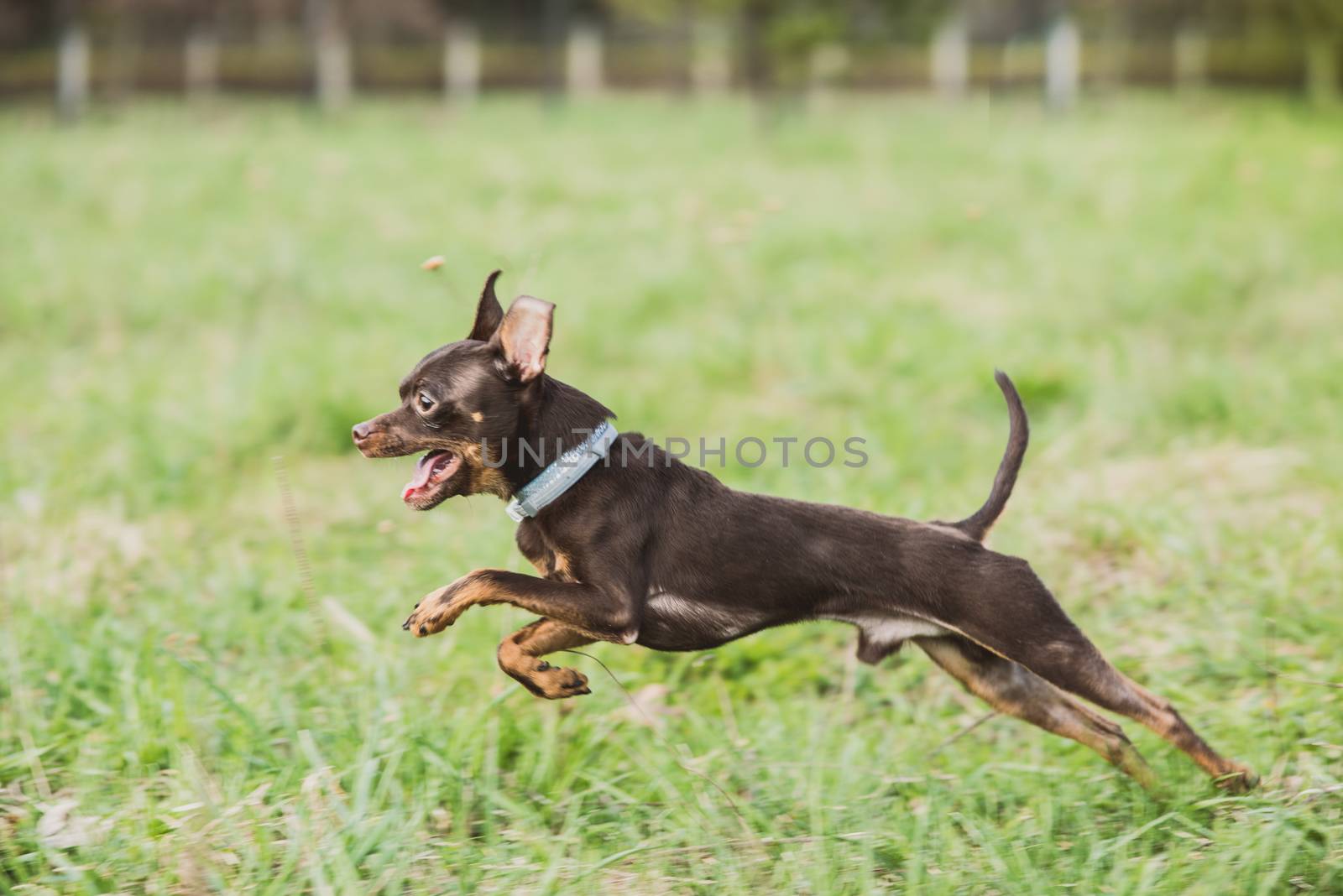 cute russian toy terrier dog jumping in the grass field by skrotov