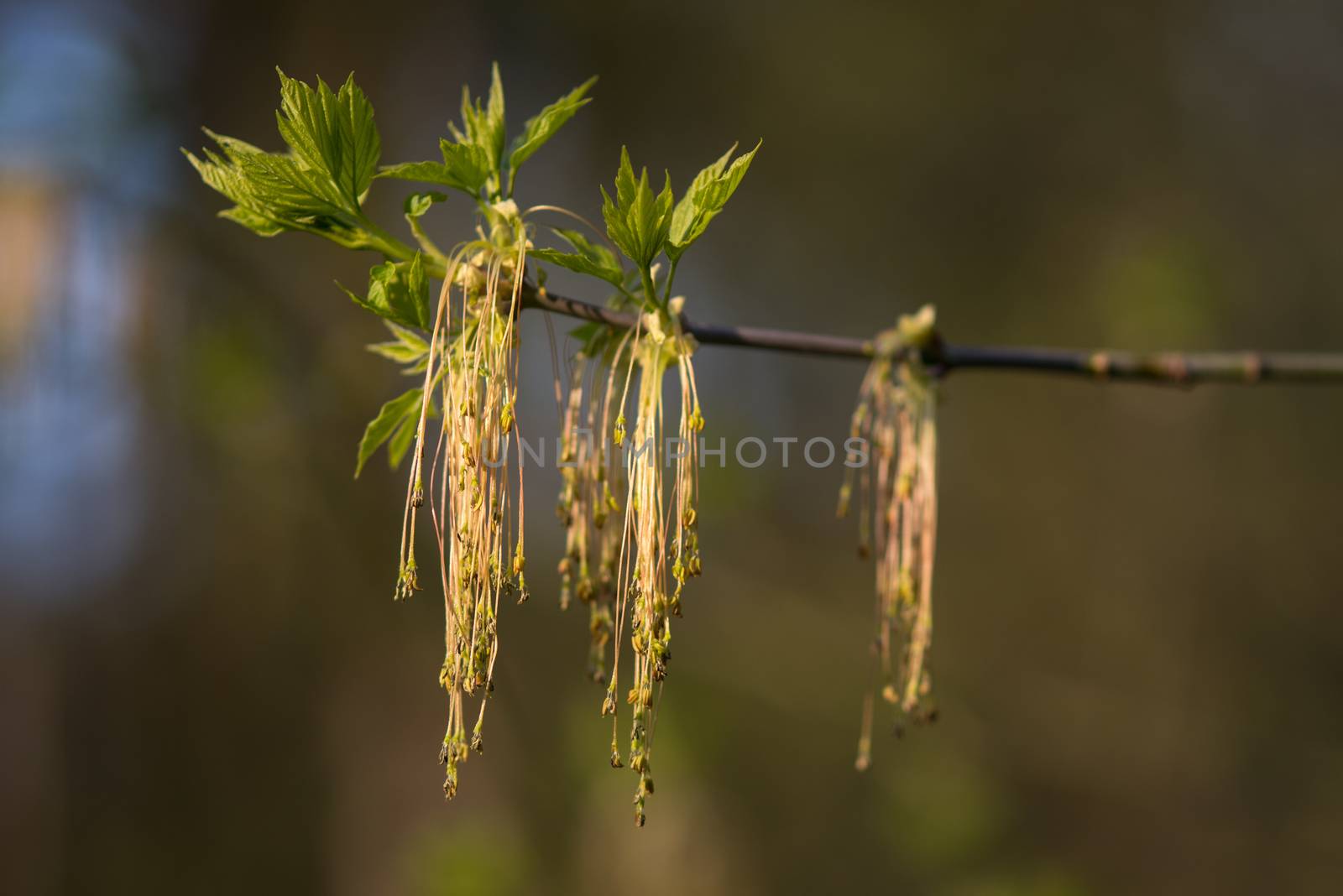 Leaves of linden tree lit thorough by sun shining through summer. Background by skrotov