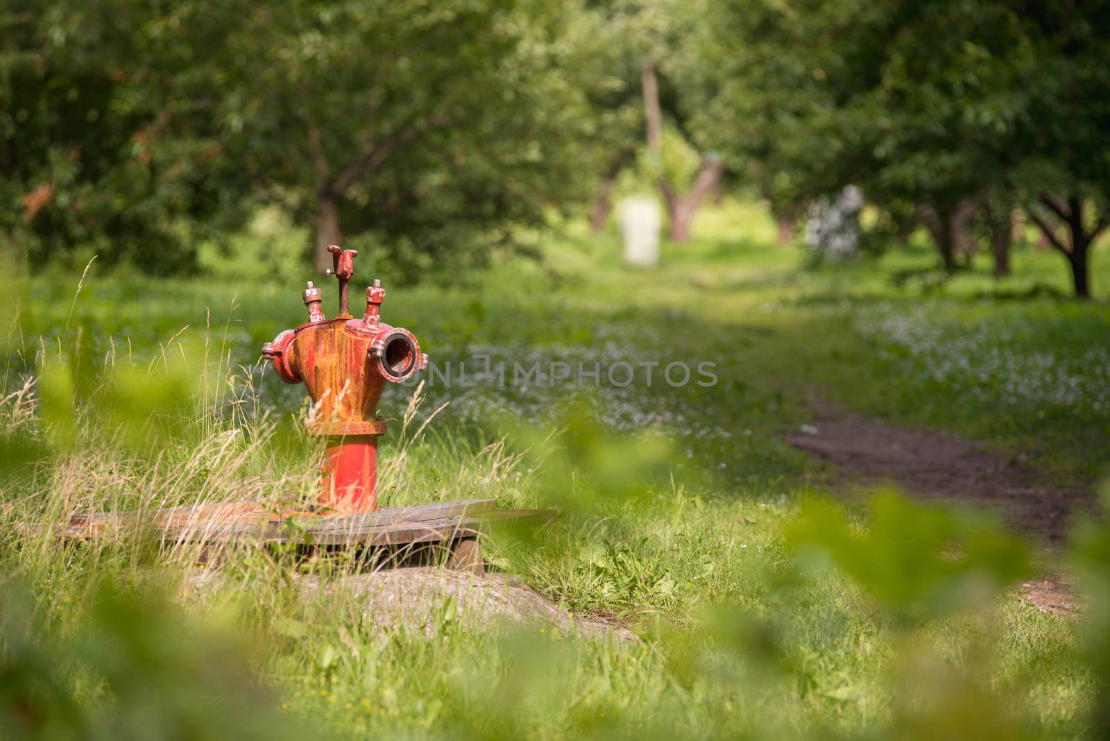 Old red vintage fire hydrant on the forest background.Close up,slelect focus with shallow depth of field.