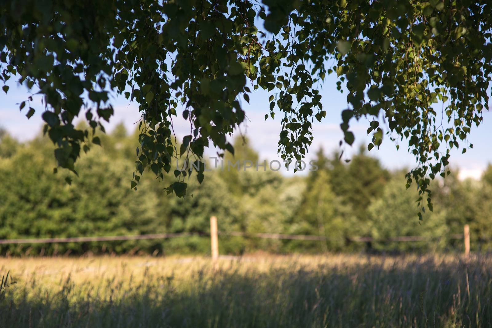 green foliage branch against forest, meadow and blue sky frame by skrotov