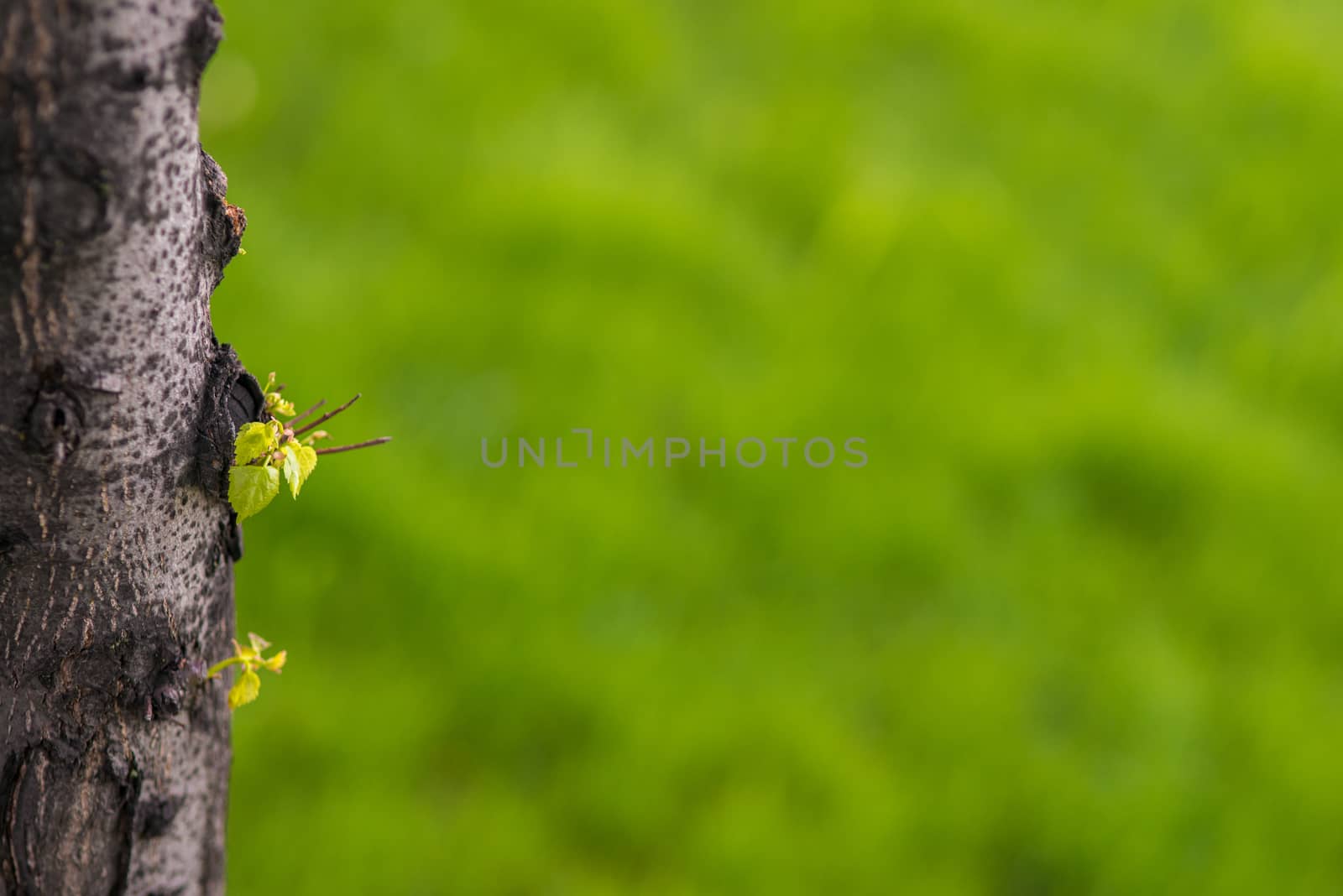 Abstract sunny spring summer background with trunk and sprout with fresh green blurred grass. copy space by skrotov