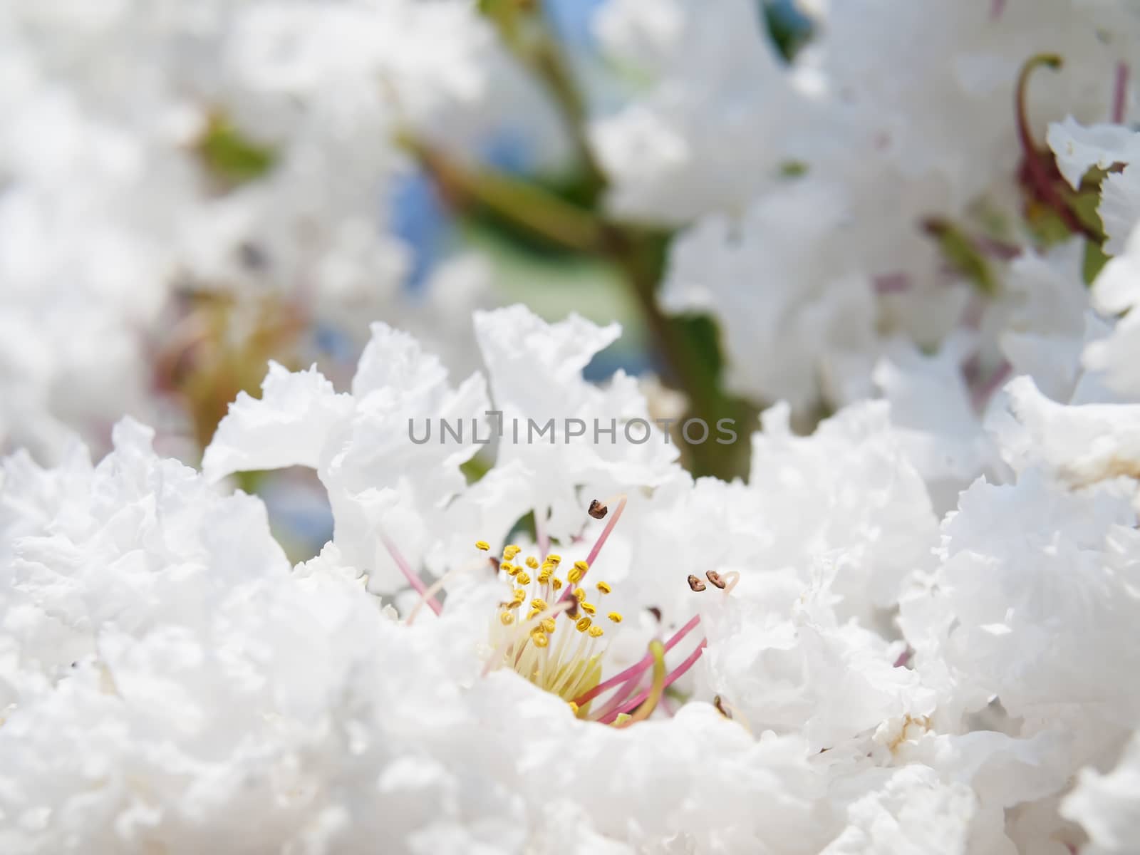 White Lagerstroemia indica flower by Exsodus