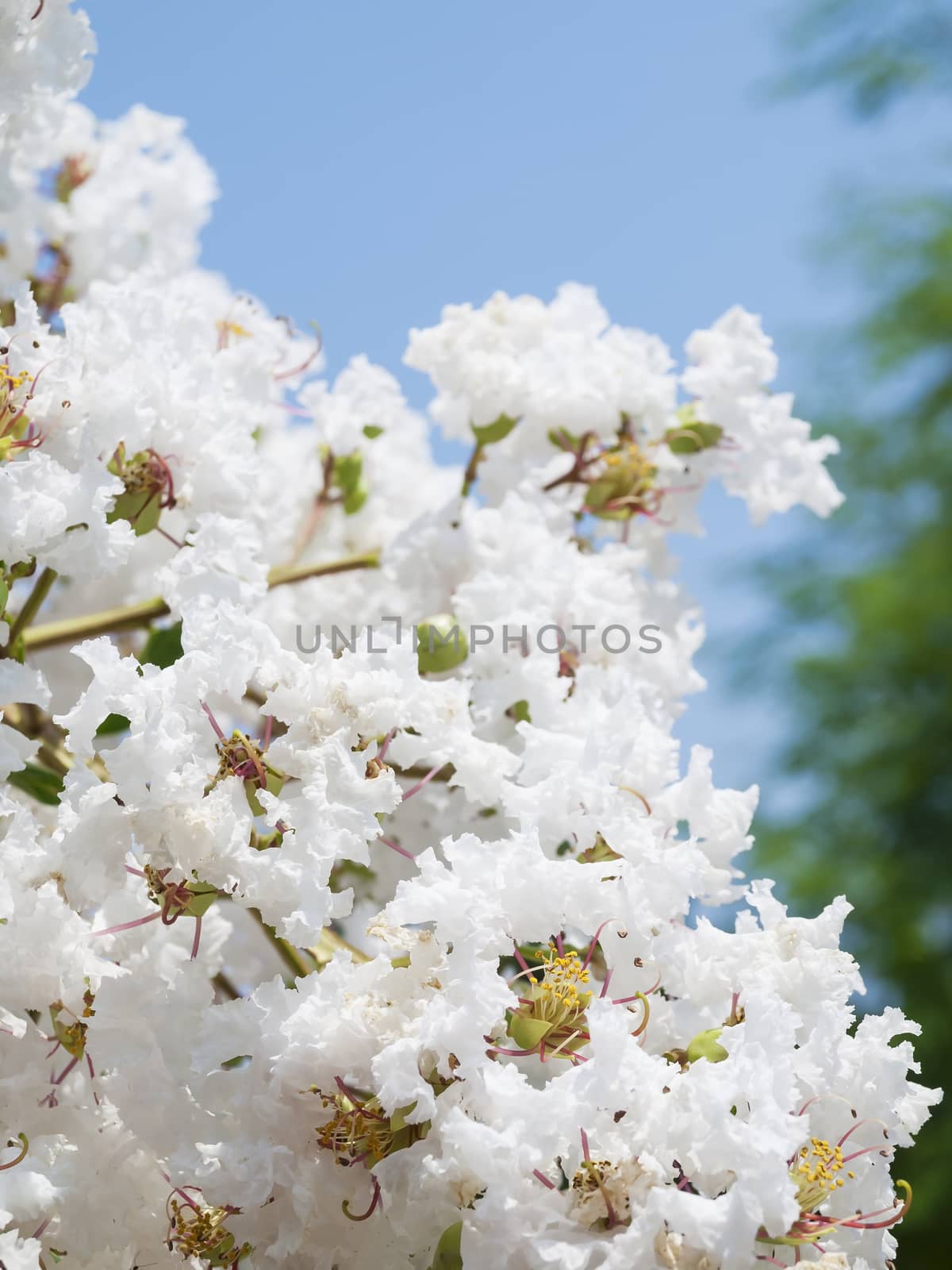 White Lagerstroemia indica flower by Exsodus