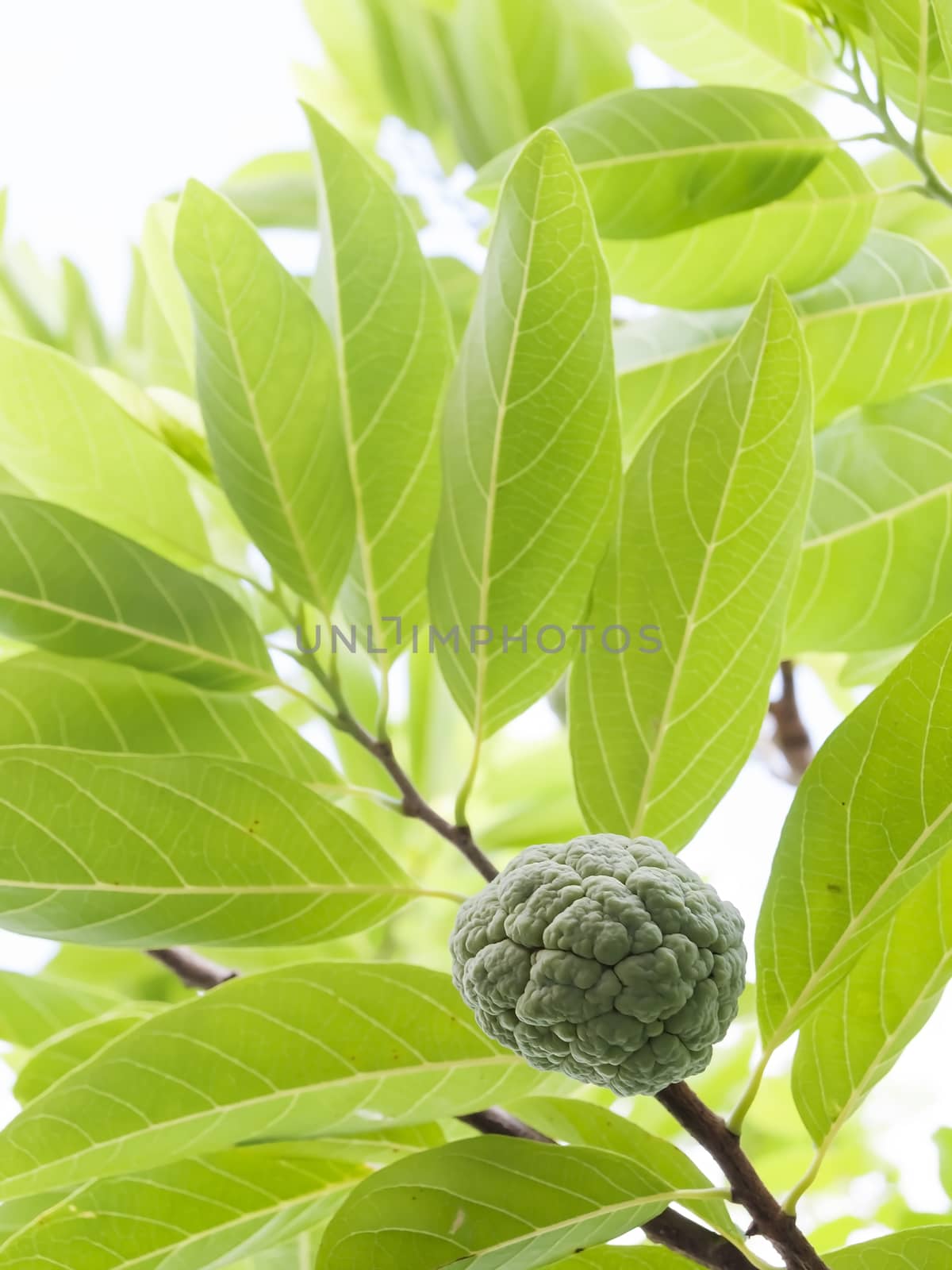 Sugar apple by Exsodus