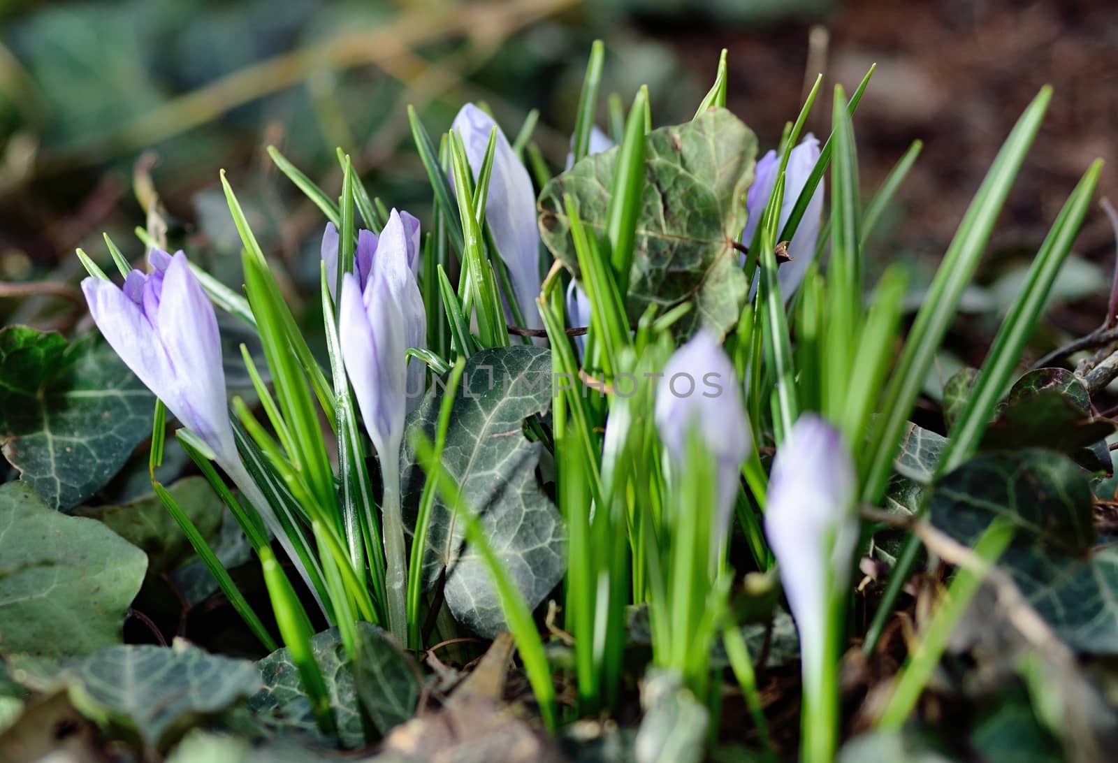 Macro shot with spring Crocus flowers in the garden.