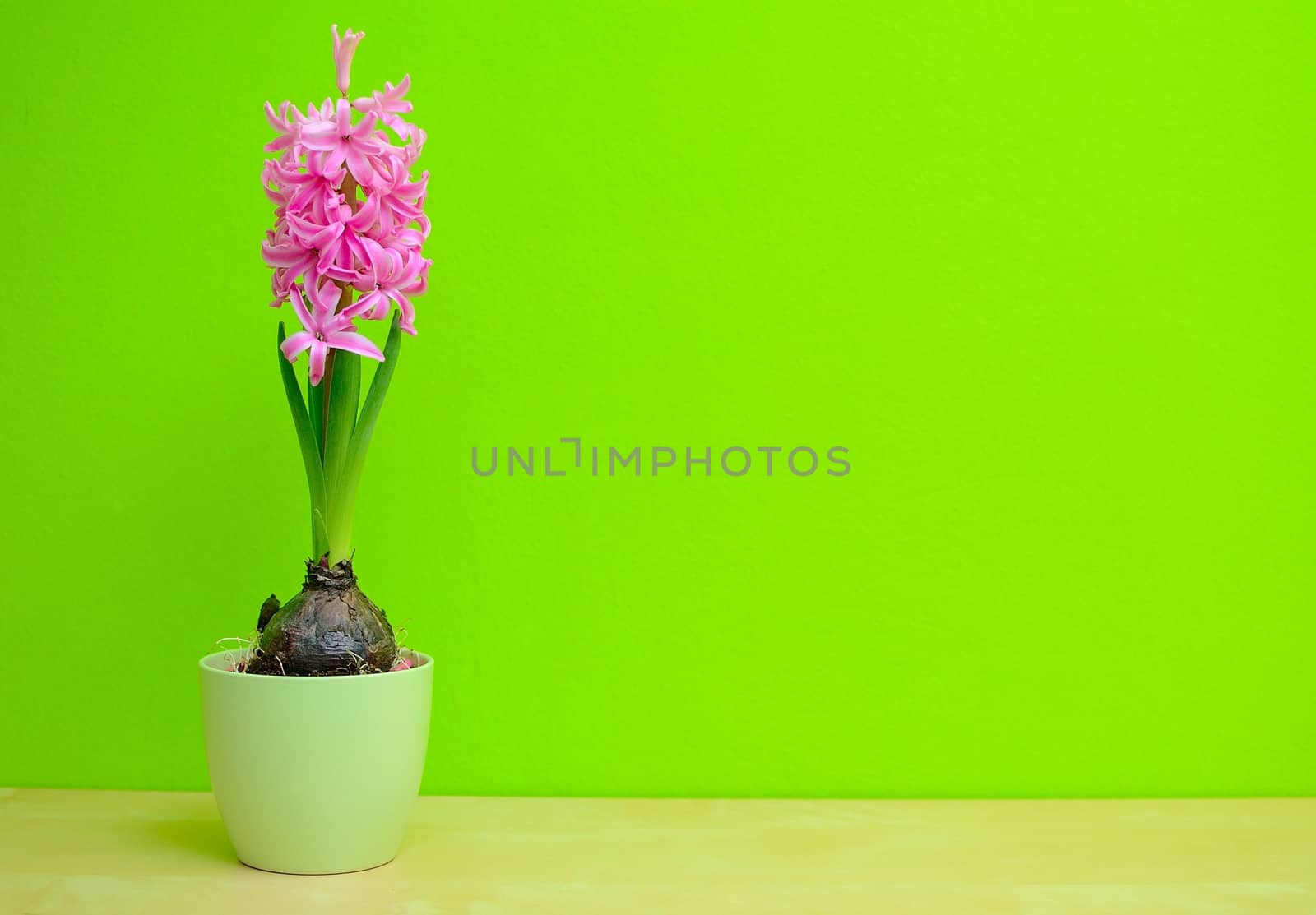 Pink Hyacinth flower in the green pot on a green background.