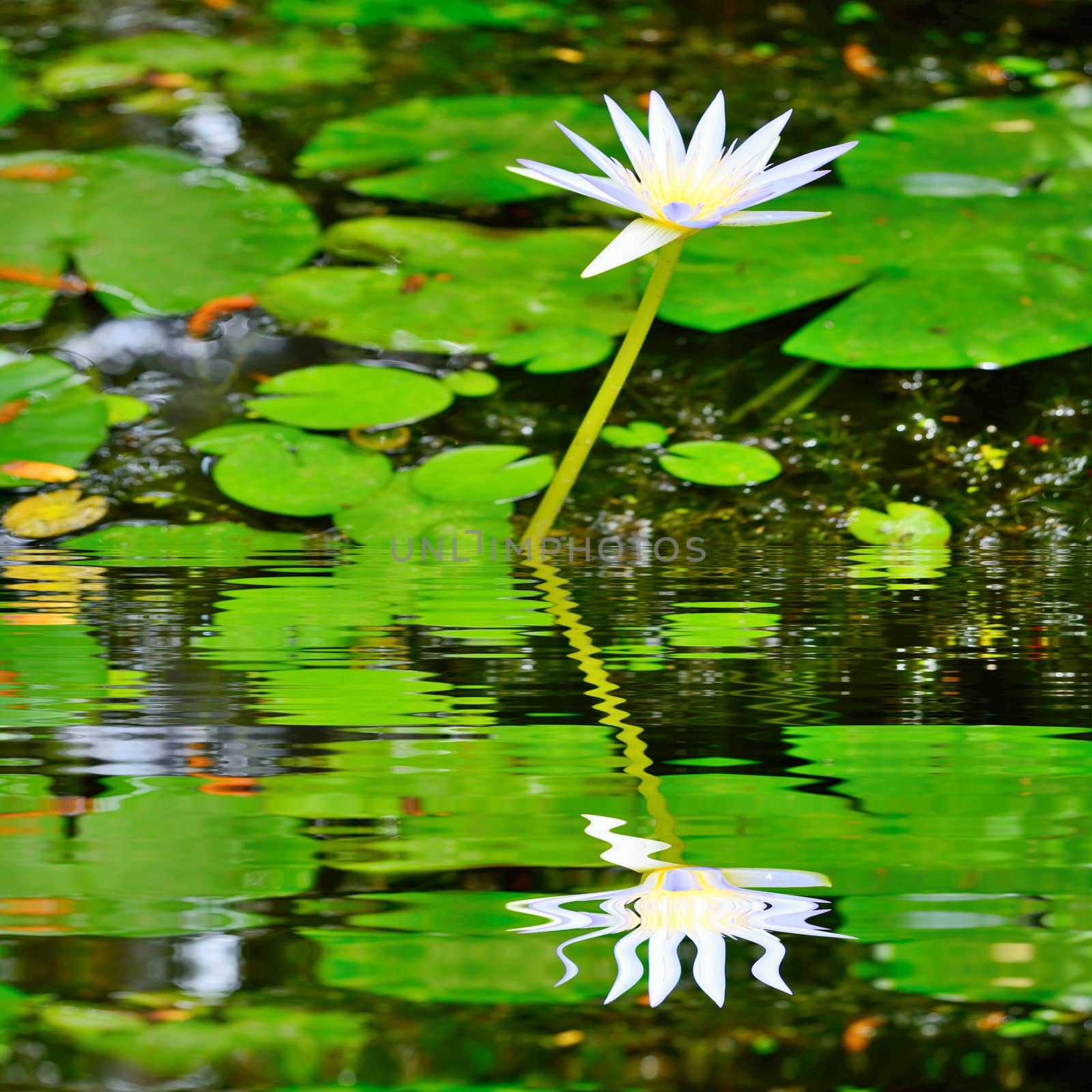 Waterlily flower and leaves with reflection in water.