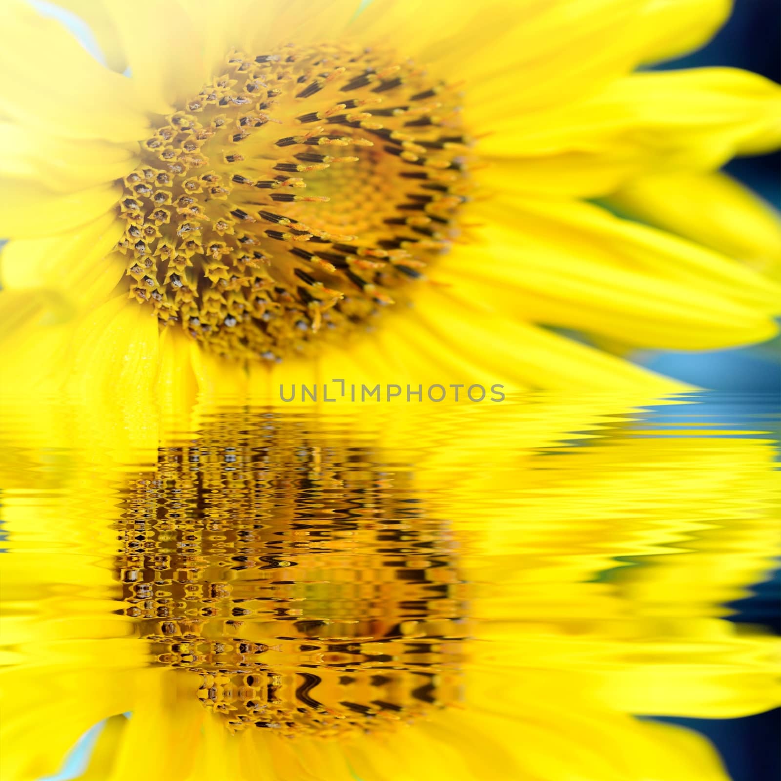 Macro shot of  yellow Sunflower (helianthus) blossom with water reflection.