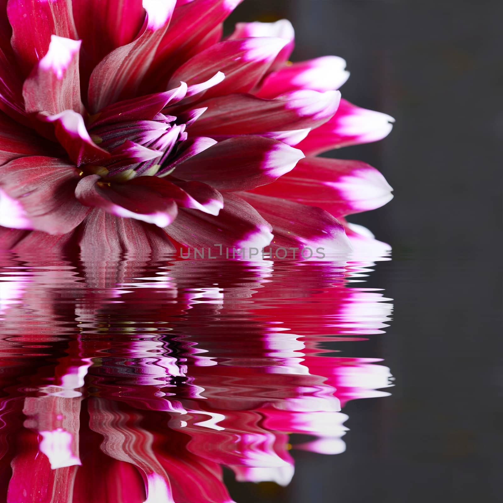 Purple Dahlia flower with reflection in water.