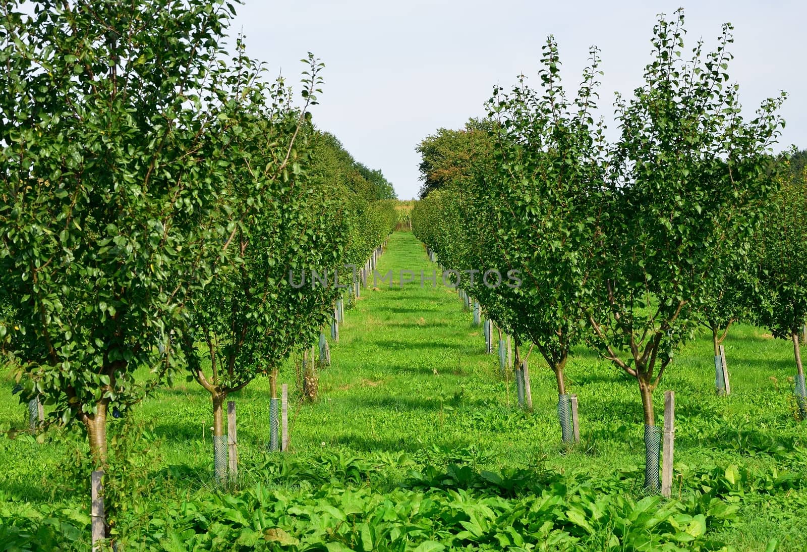 Apple plantation by hamik