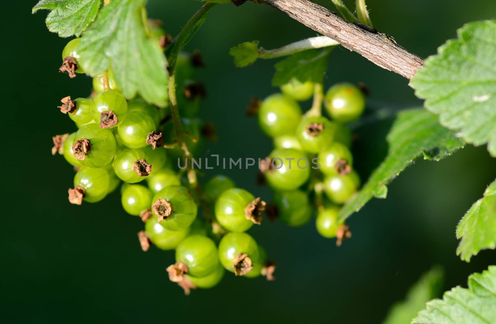 Unripe green currant fruit hanging on the twig.