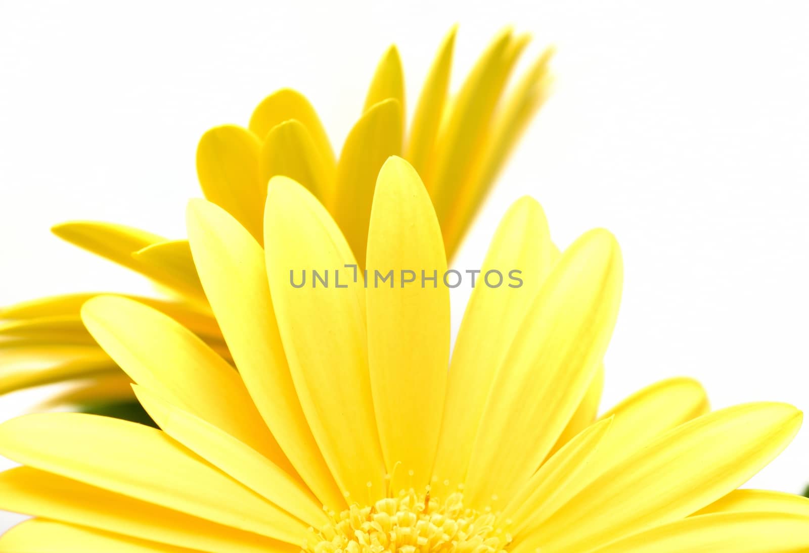 Abstract shot of bloom two yellow Gerberas with a white background.