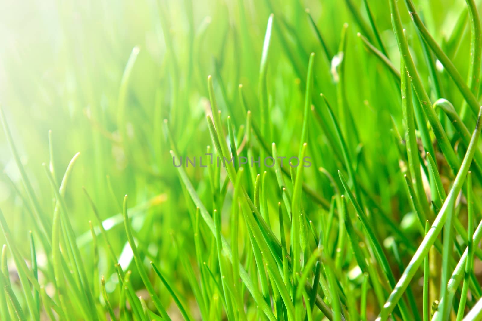 Closeup shot of bright green chive grass.