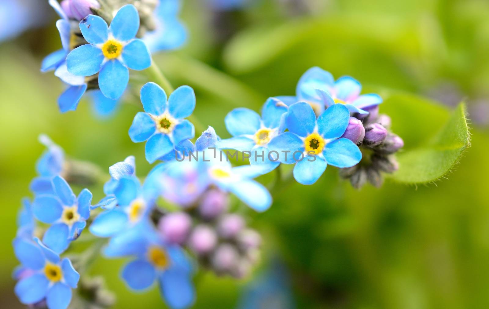 Macro shot with Forget-me-not flower in the garden.