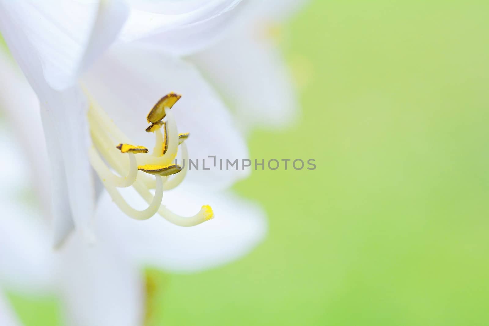 Extreme macro shot of white flower on a green background.