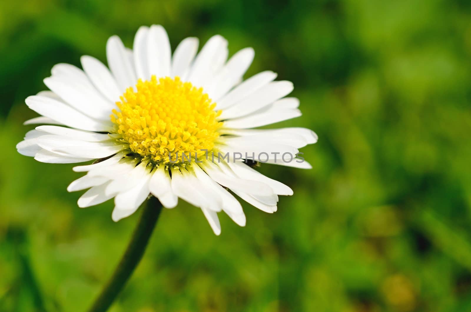 White daisy by hamik