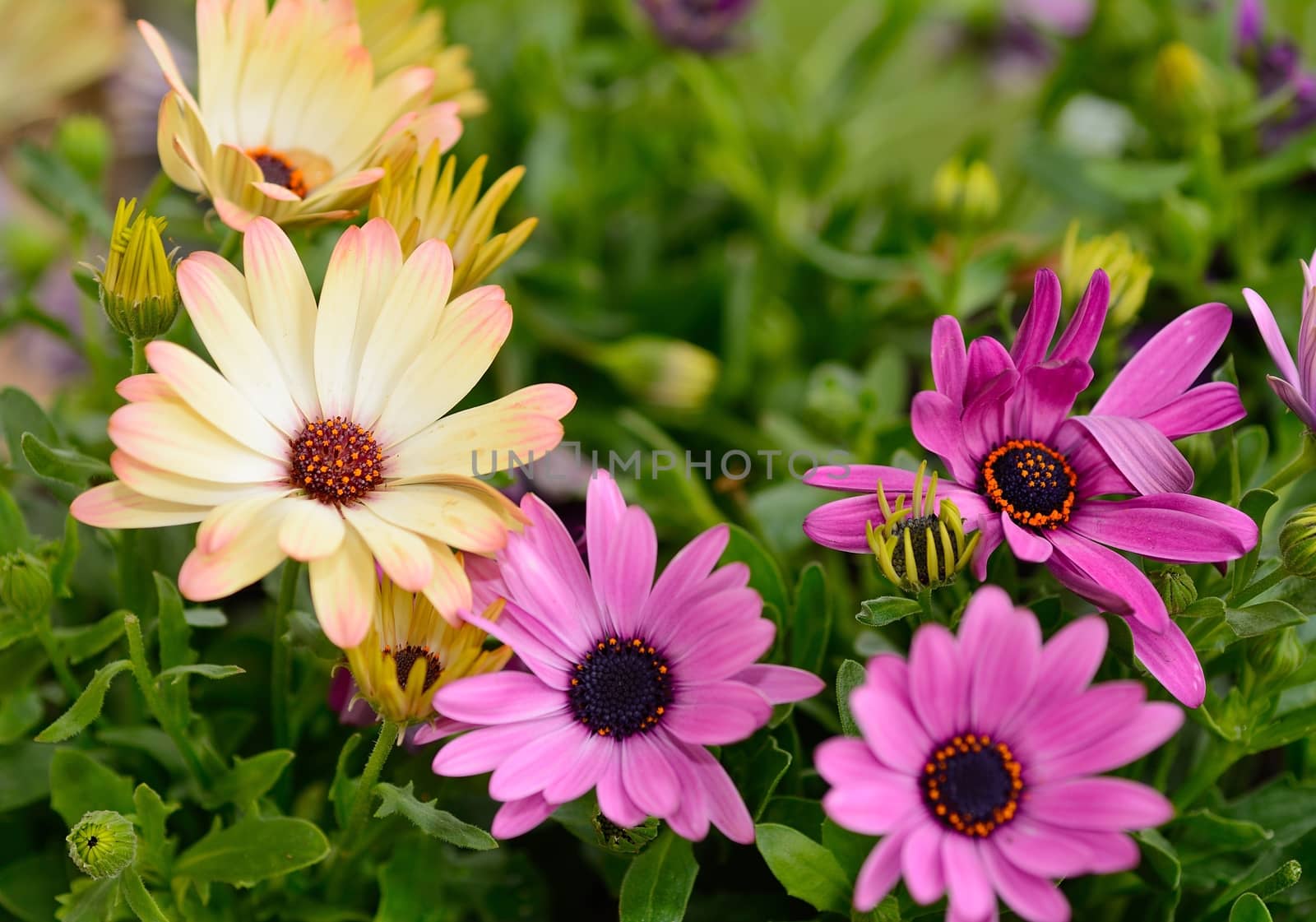 Flower bloom of purple and yellow Osteospermum ecklonis in garden.