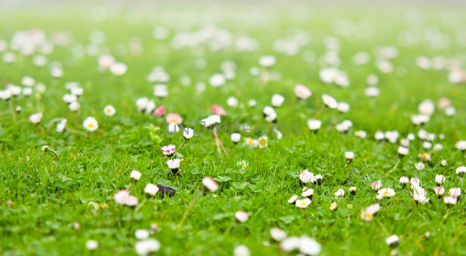 Spring daisies growing at the garden in the grass.