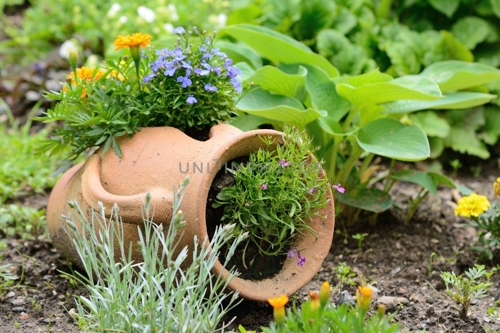 Ceramic jug at the garden bed with orange and purple flowers.