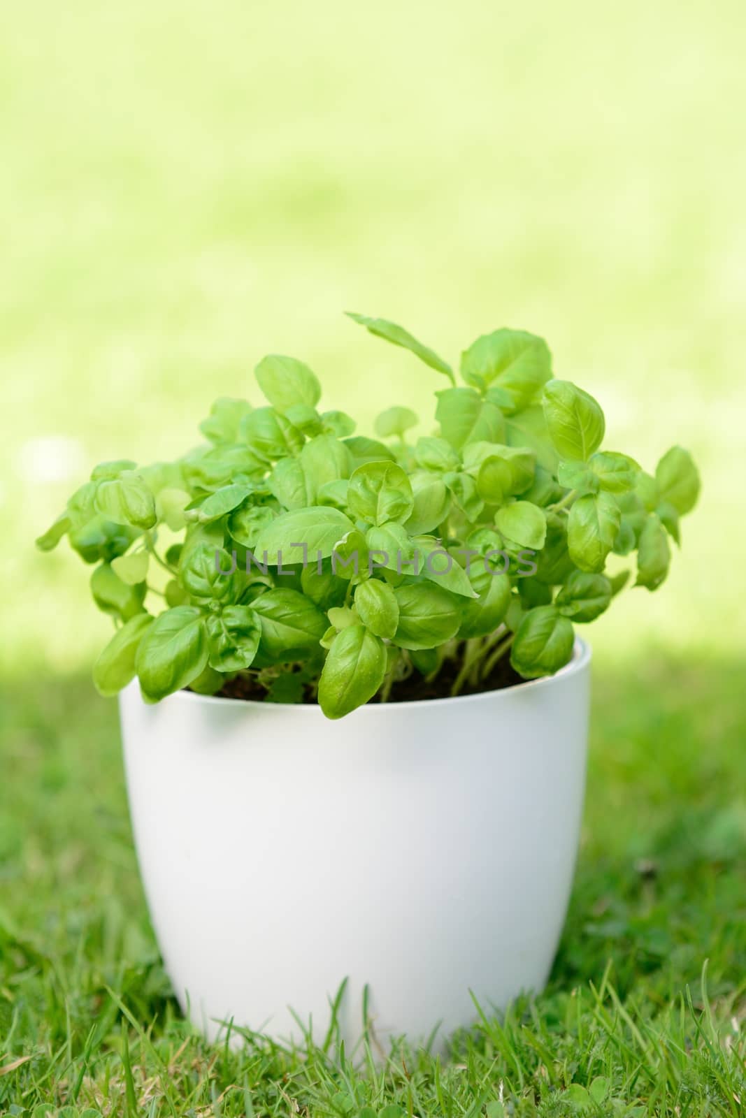 Fresh basil in the white flowerpot placed to the grass.